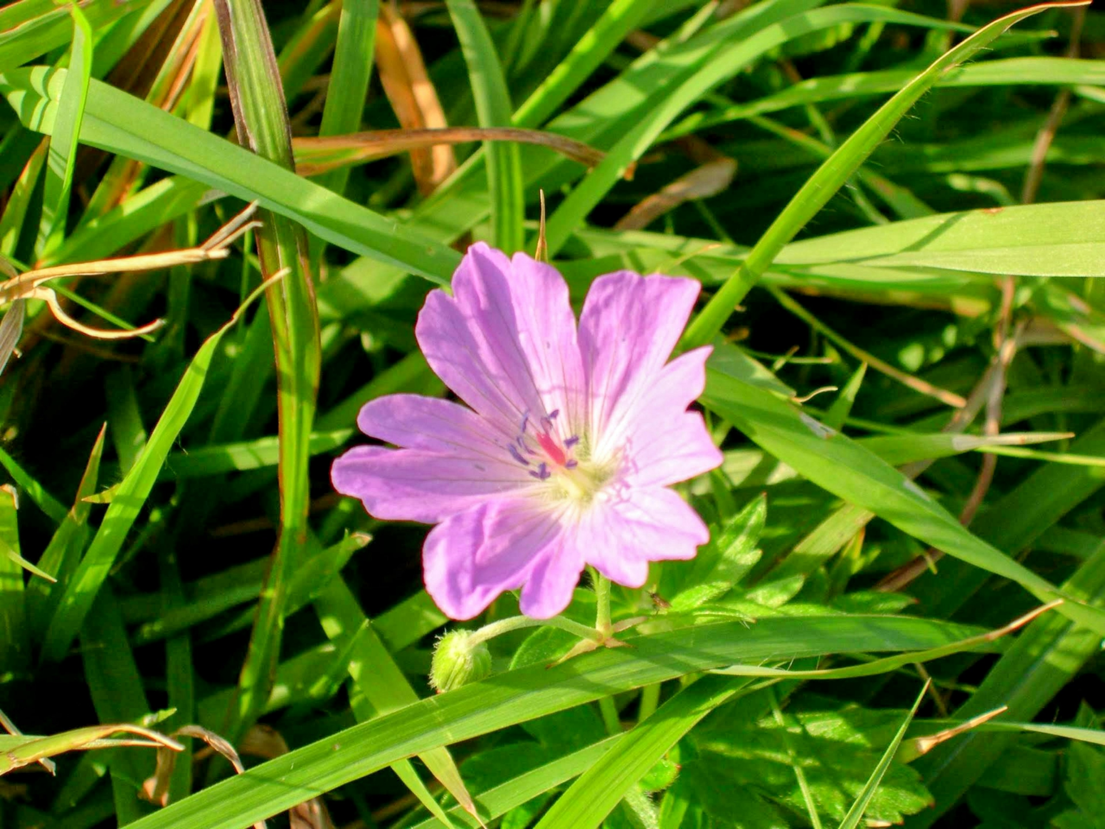 Eine hellviolette Blume, die zwischen grünem Gras blüht