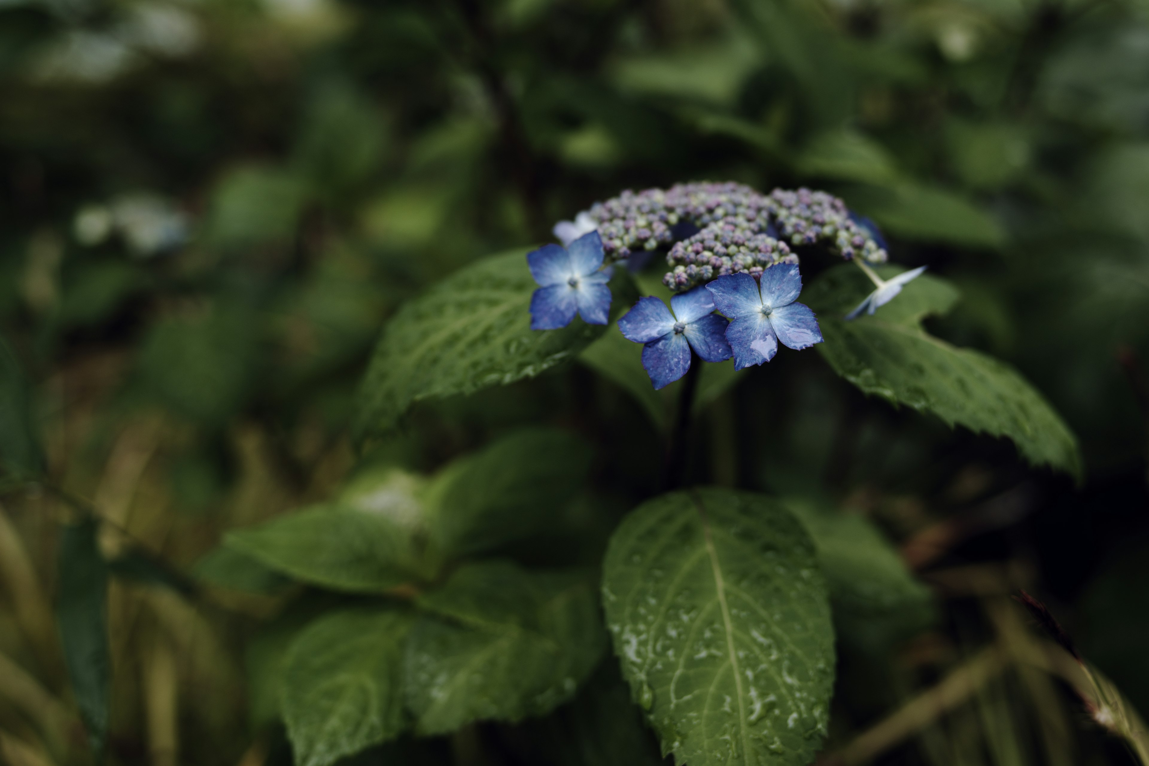 Primo piano di una pianta con fiori blu e foglie verdi