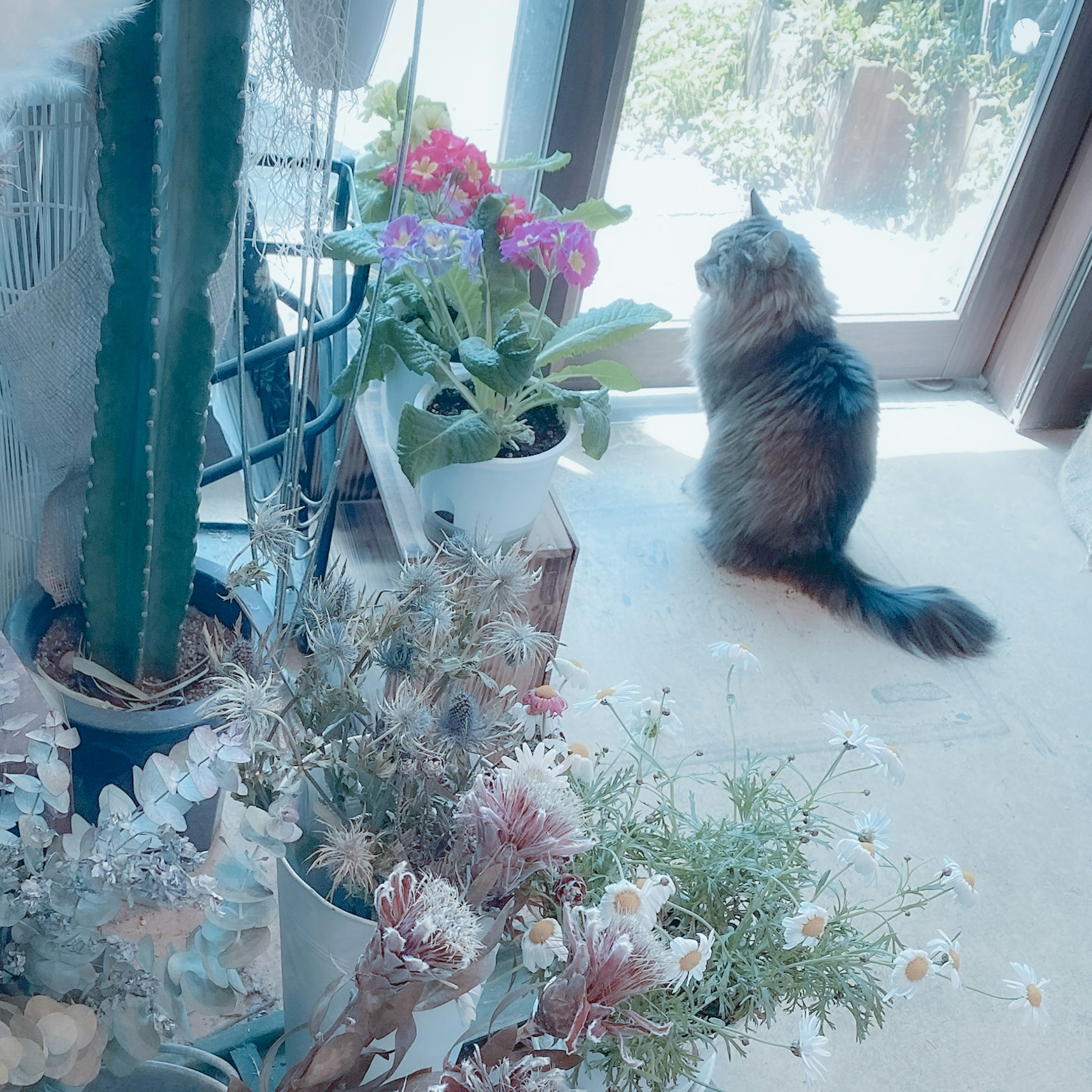 窓辺に座る猫と植物のある部屋の風景