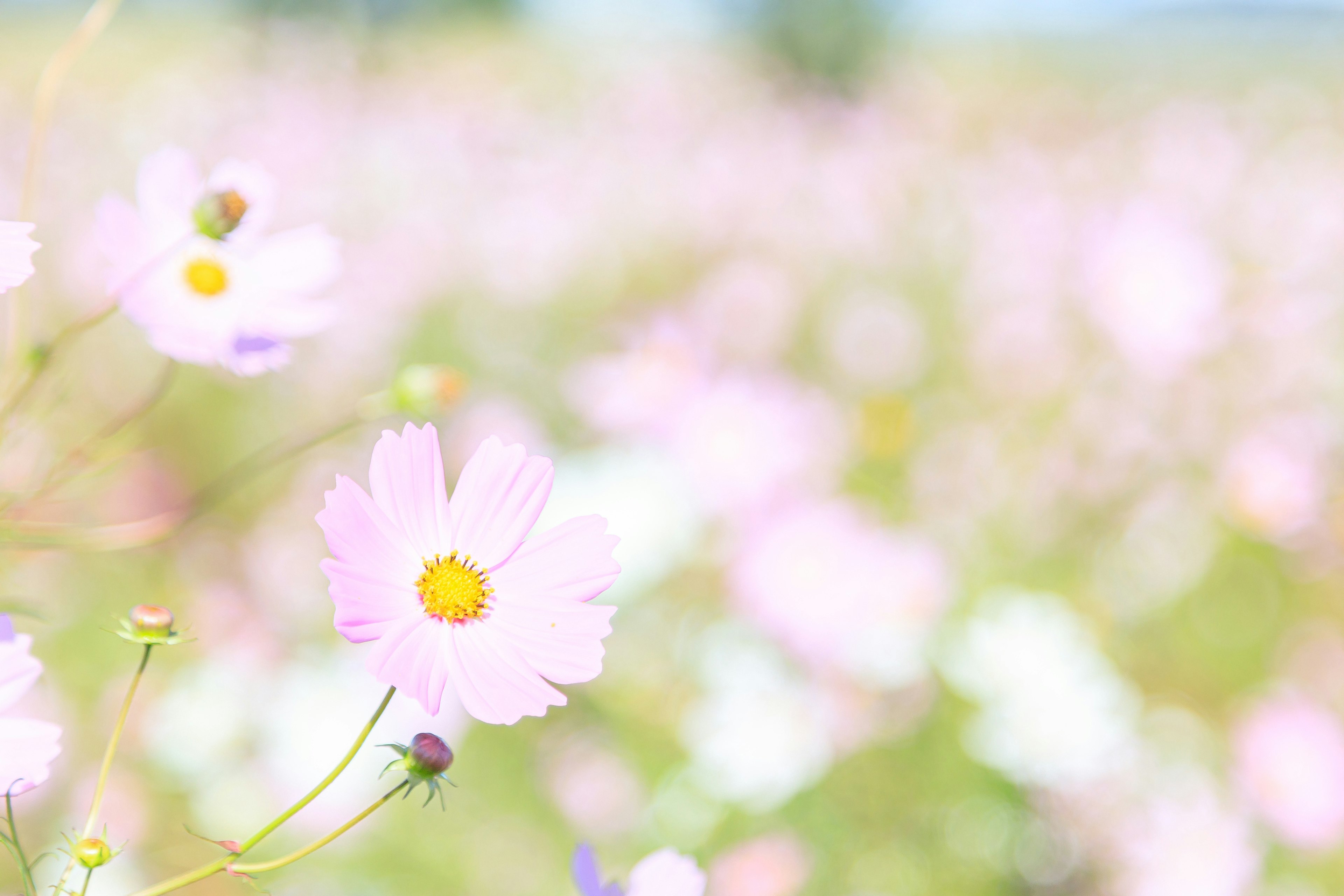 Vasto campo di fiori con fiori rosa pallido in fiore