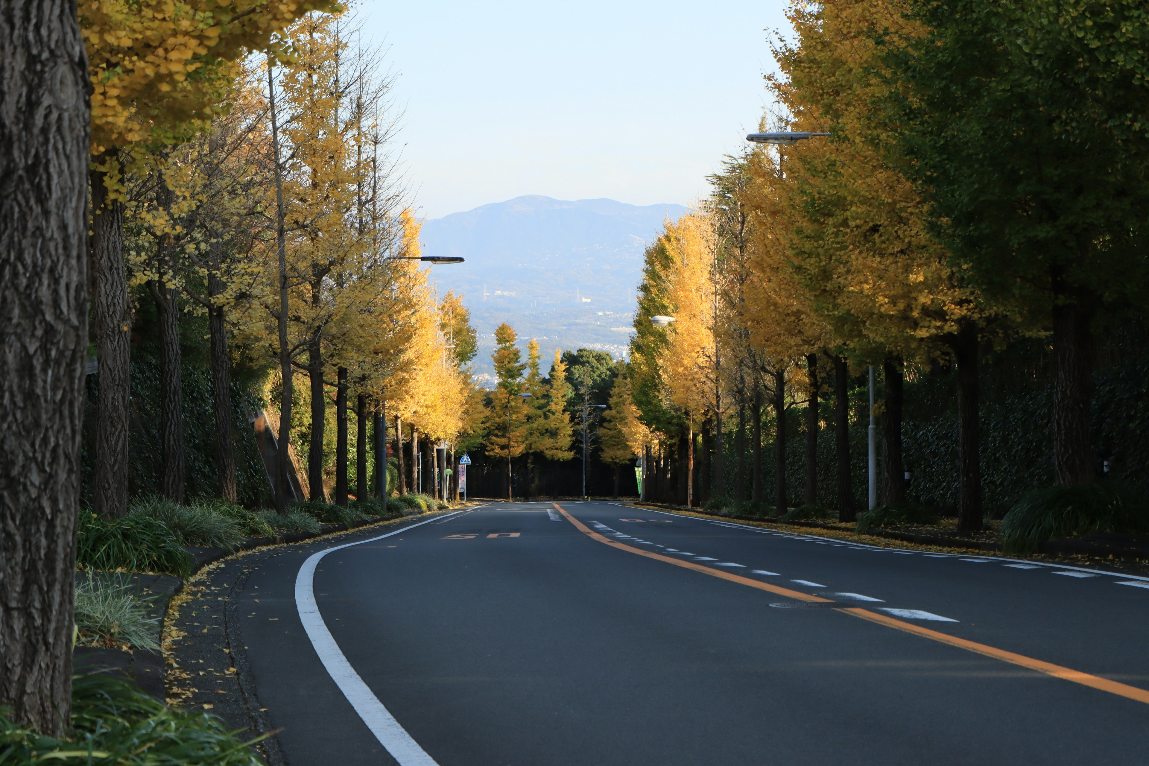 Route sinueuse sous un ciel bleu avec des arbres dorés de chaque côté