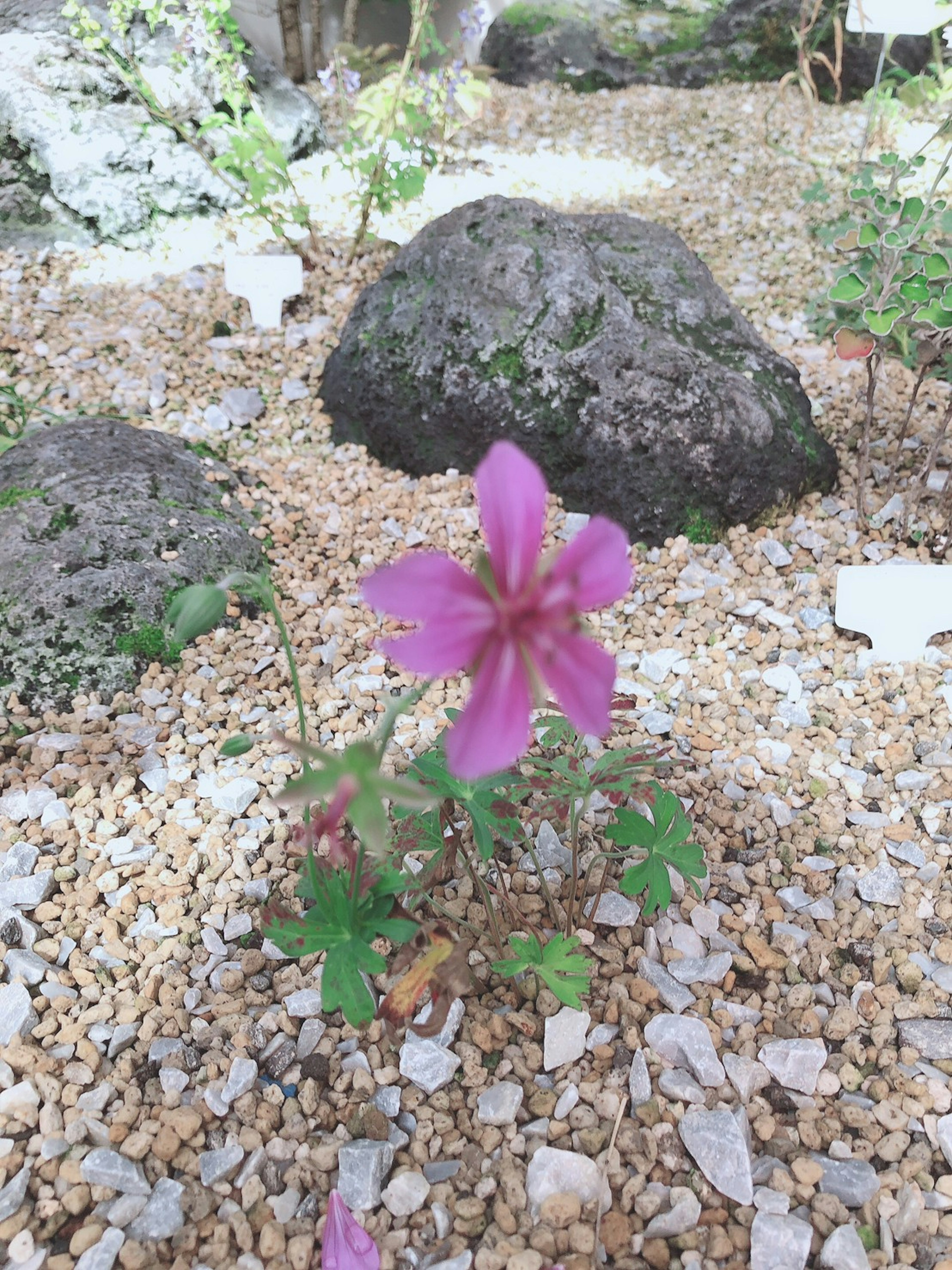 Un fiore viola che sboccia in un piccolo giardino con pietre circostanti