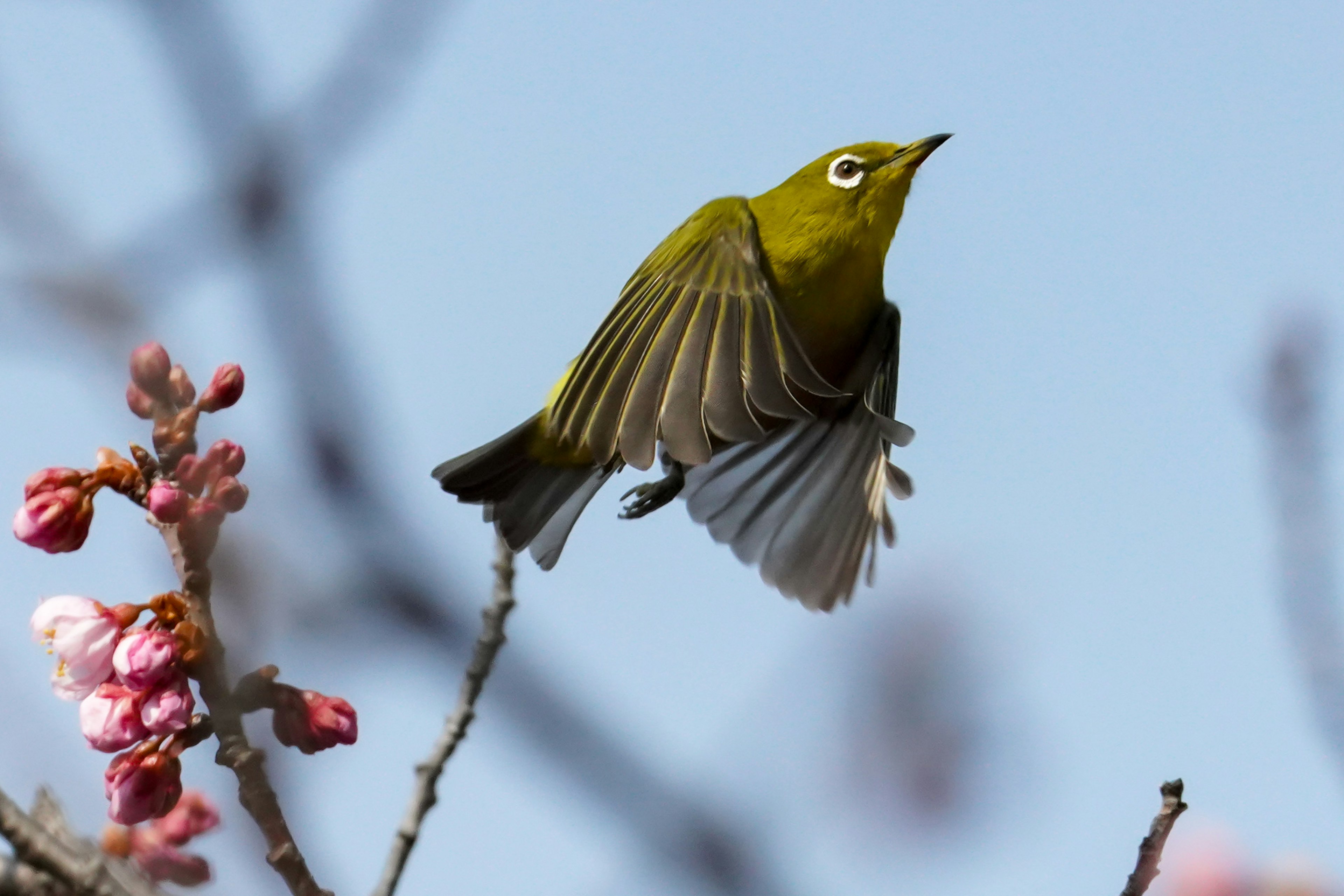 A small green bird perched on cherry blossoms under a blue sky