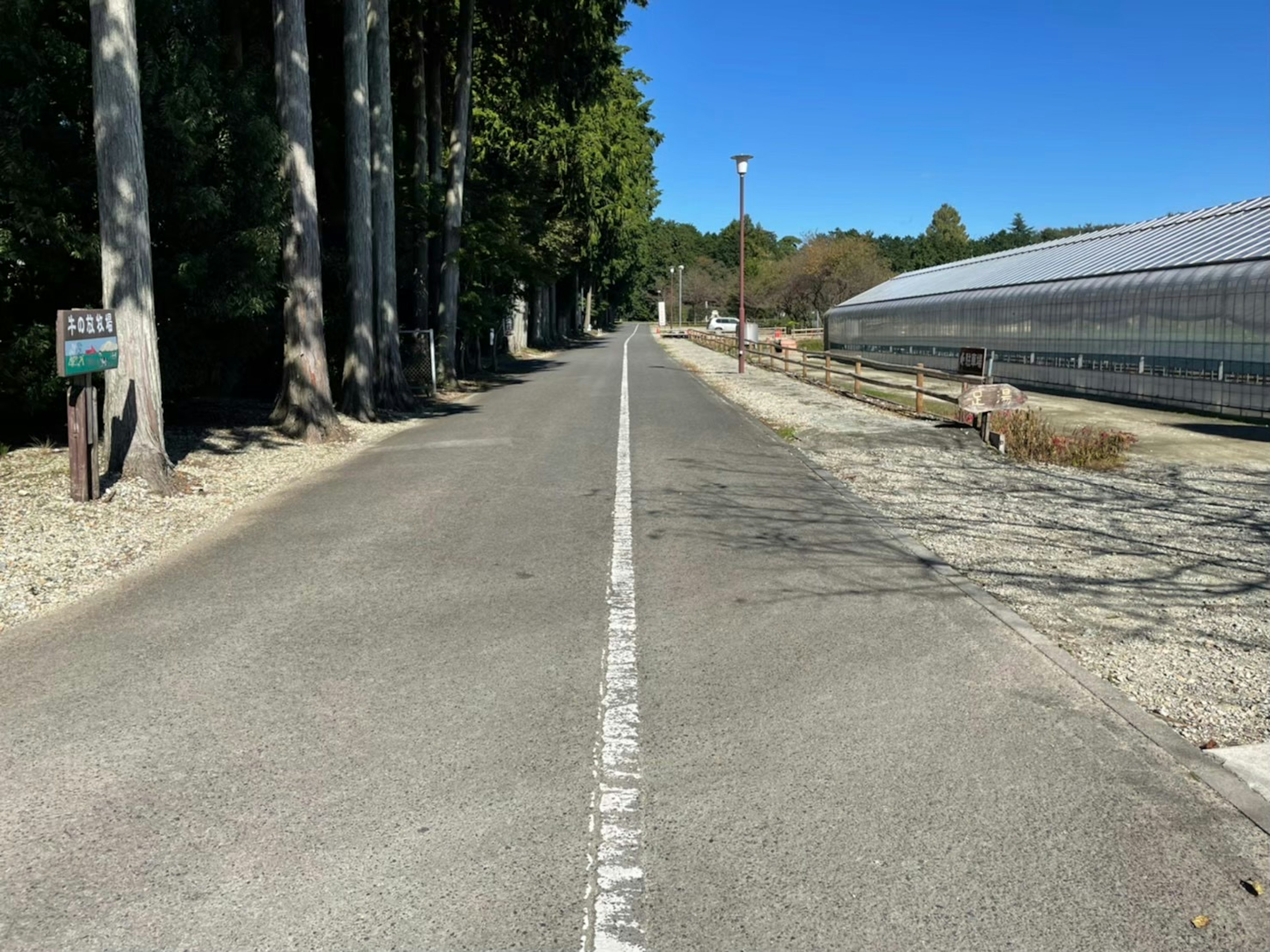 Paved road between trees and a greenhouse under a clear blue sky