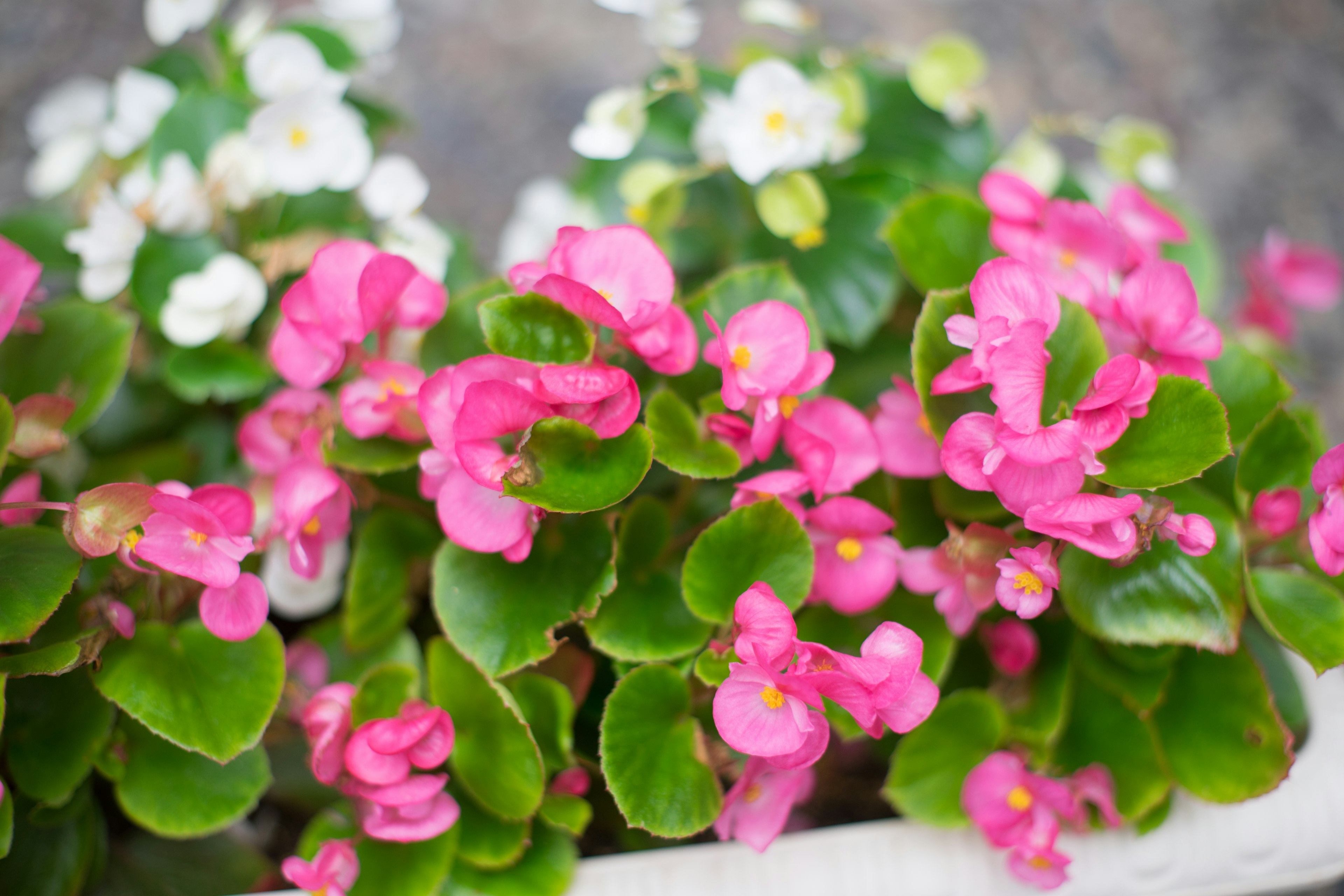 Primo piano di fiori di begonia rosa con foglie verdi