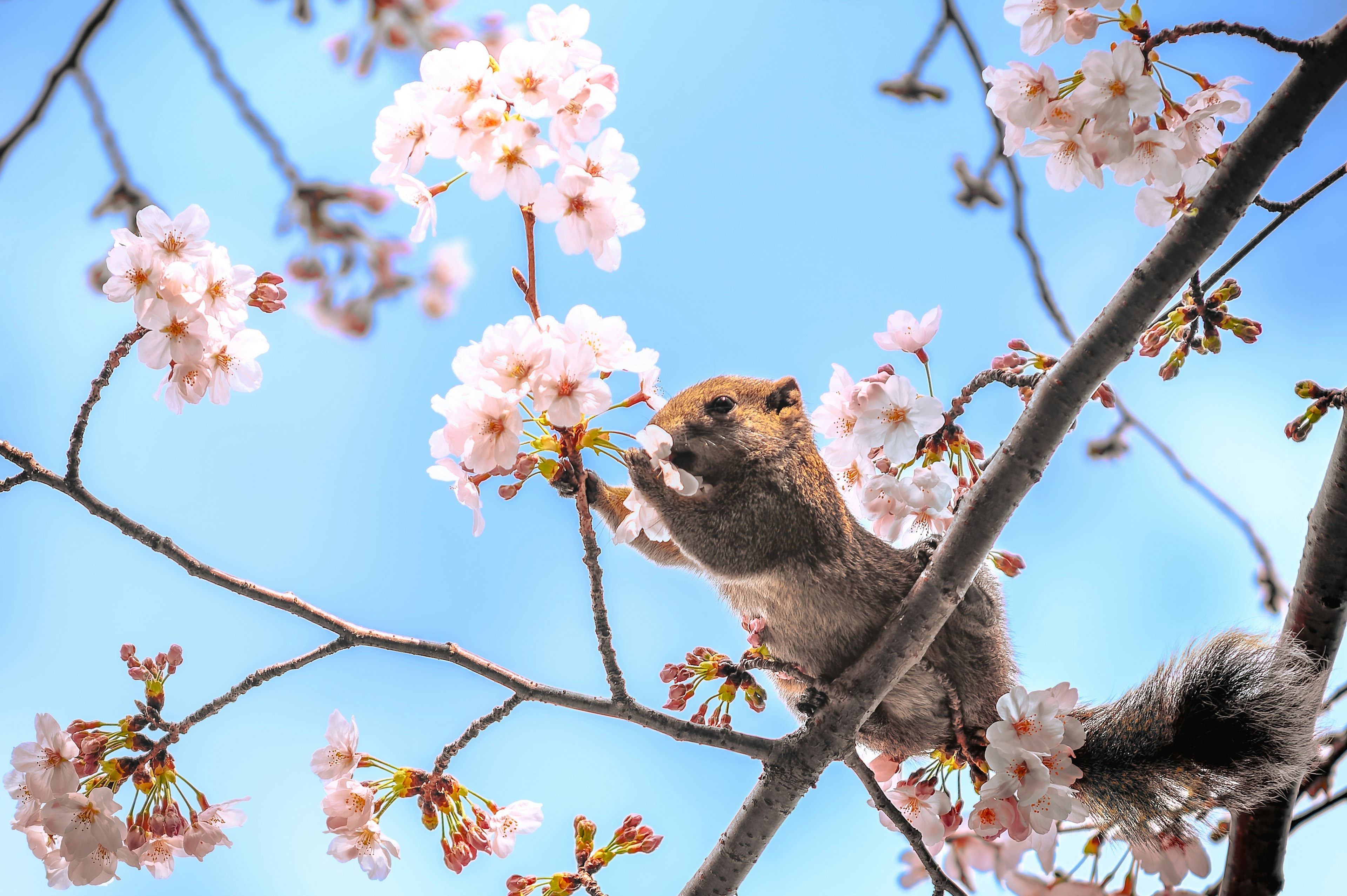 Ardilla posada en una rama de cerezo en flor contra un cielo azul