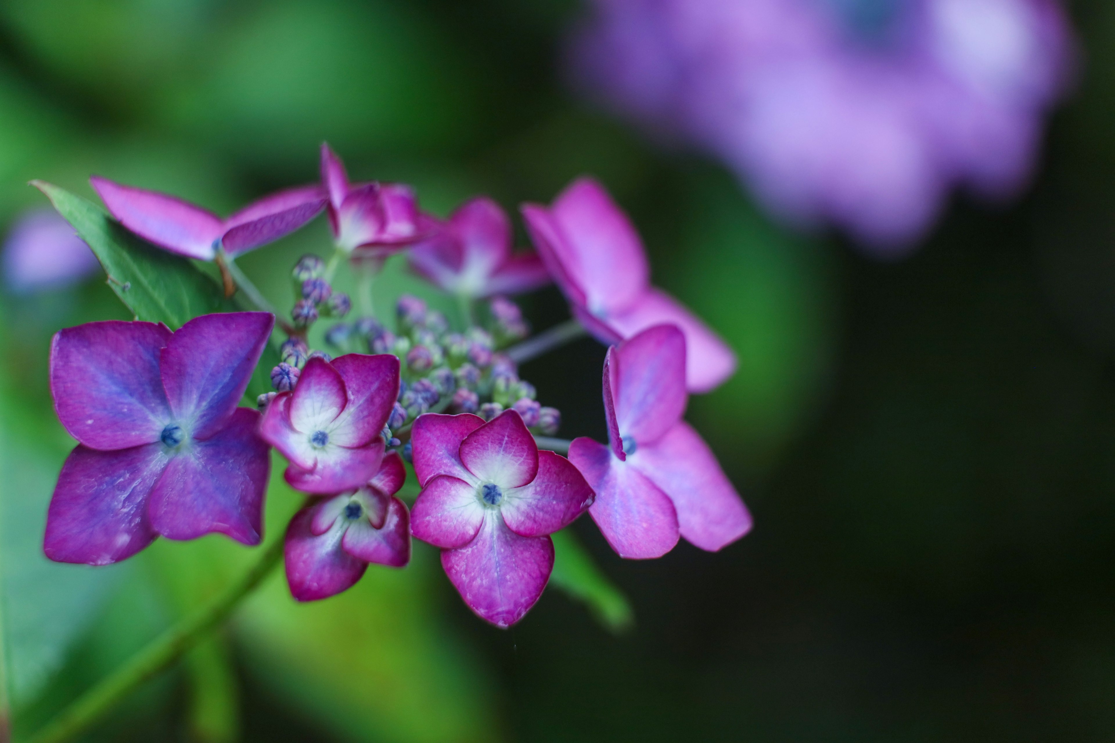 Primer plano de flores moradas floreciendo en una planta