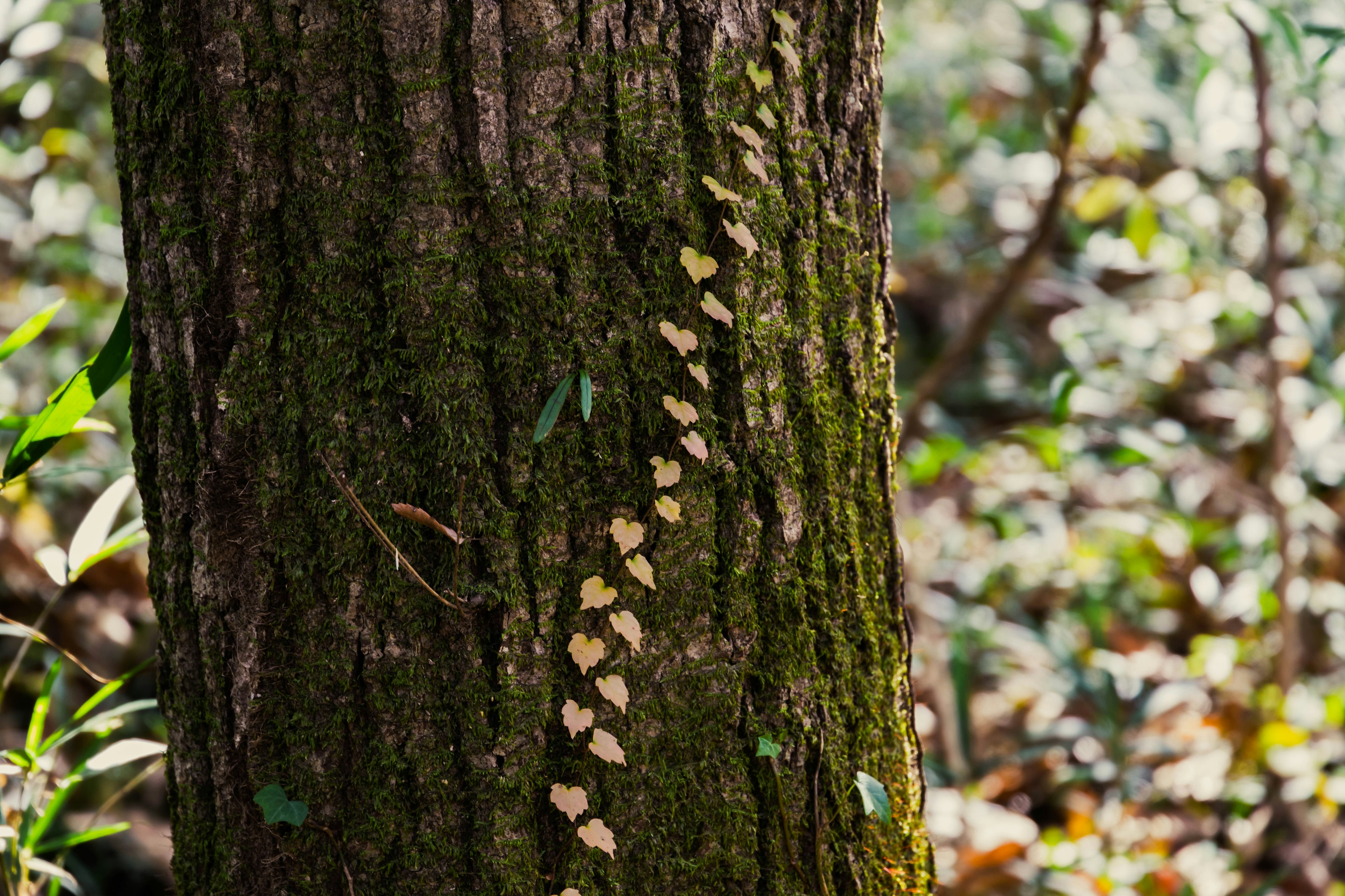 Una línea vertical de pequeñas hojas en el tronco de un árbol