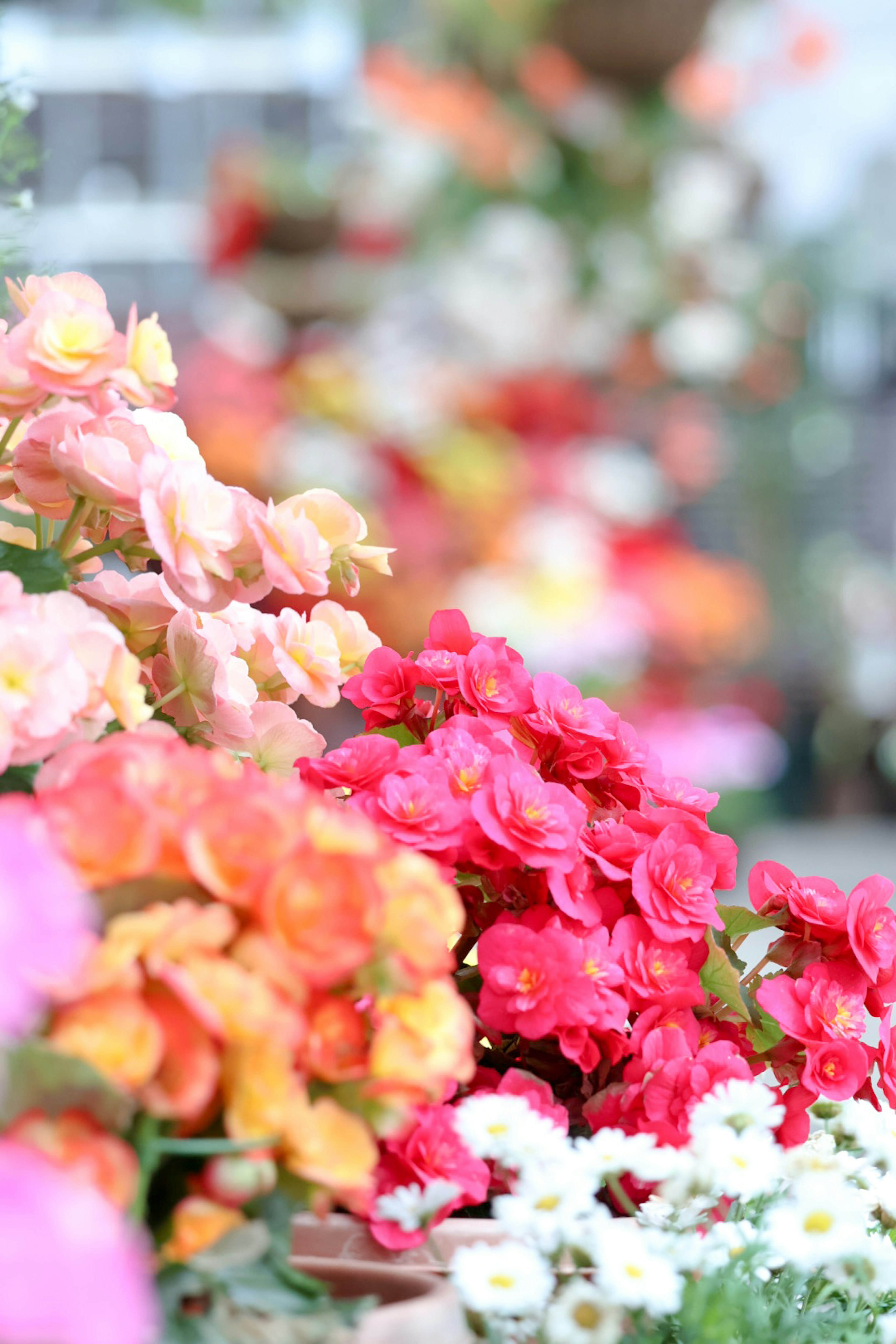 Fiori di begonia vivaci in tonalità di rosa e rosso accanto a fiori bianchi