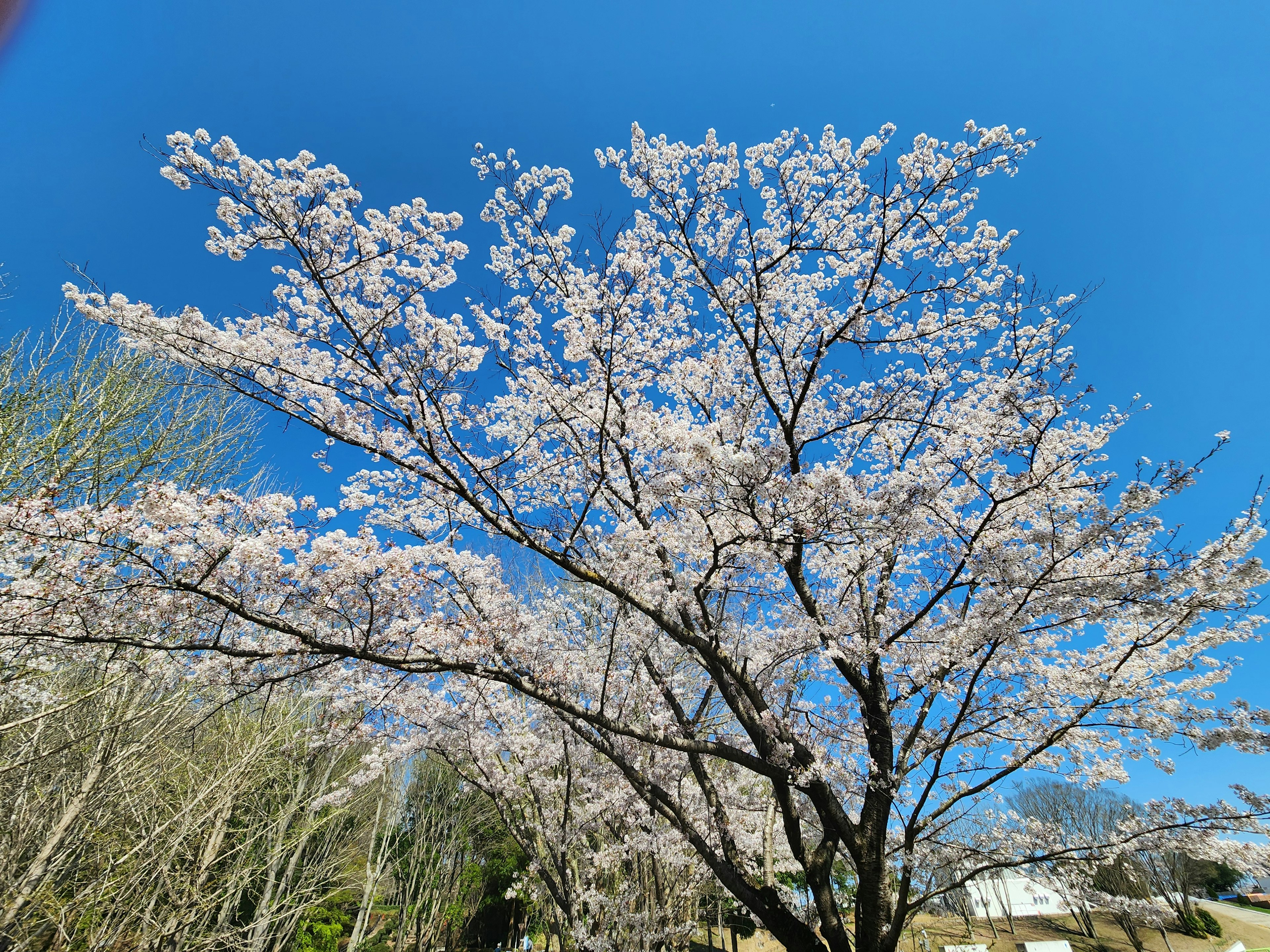 Schöner Kirschbaum unter einem blauen Himmel