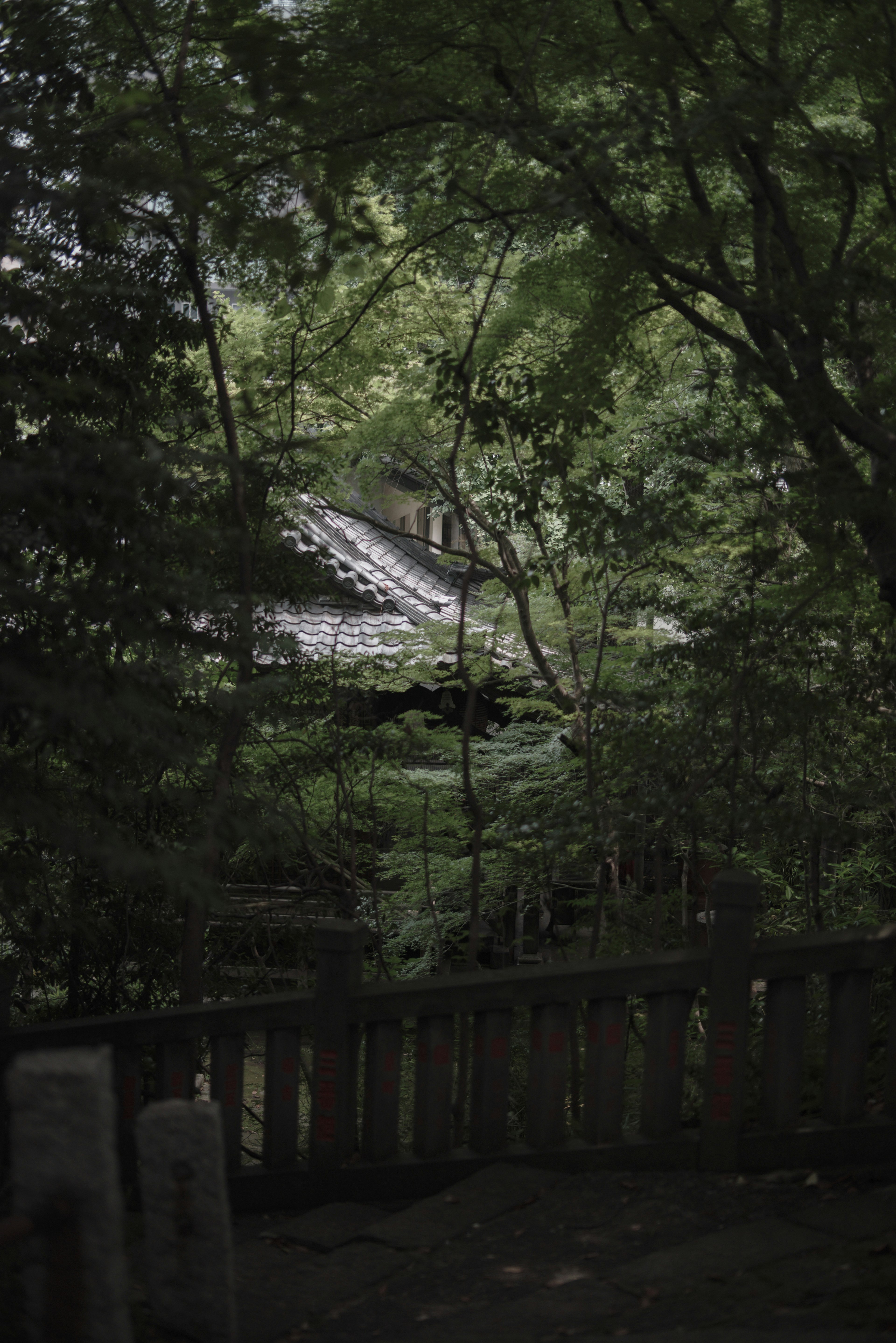 木々の間から見える屋根と緑の風景