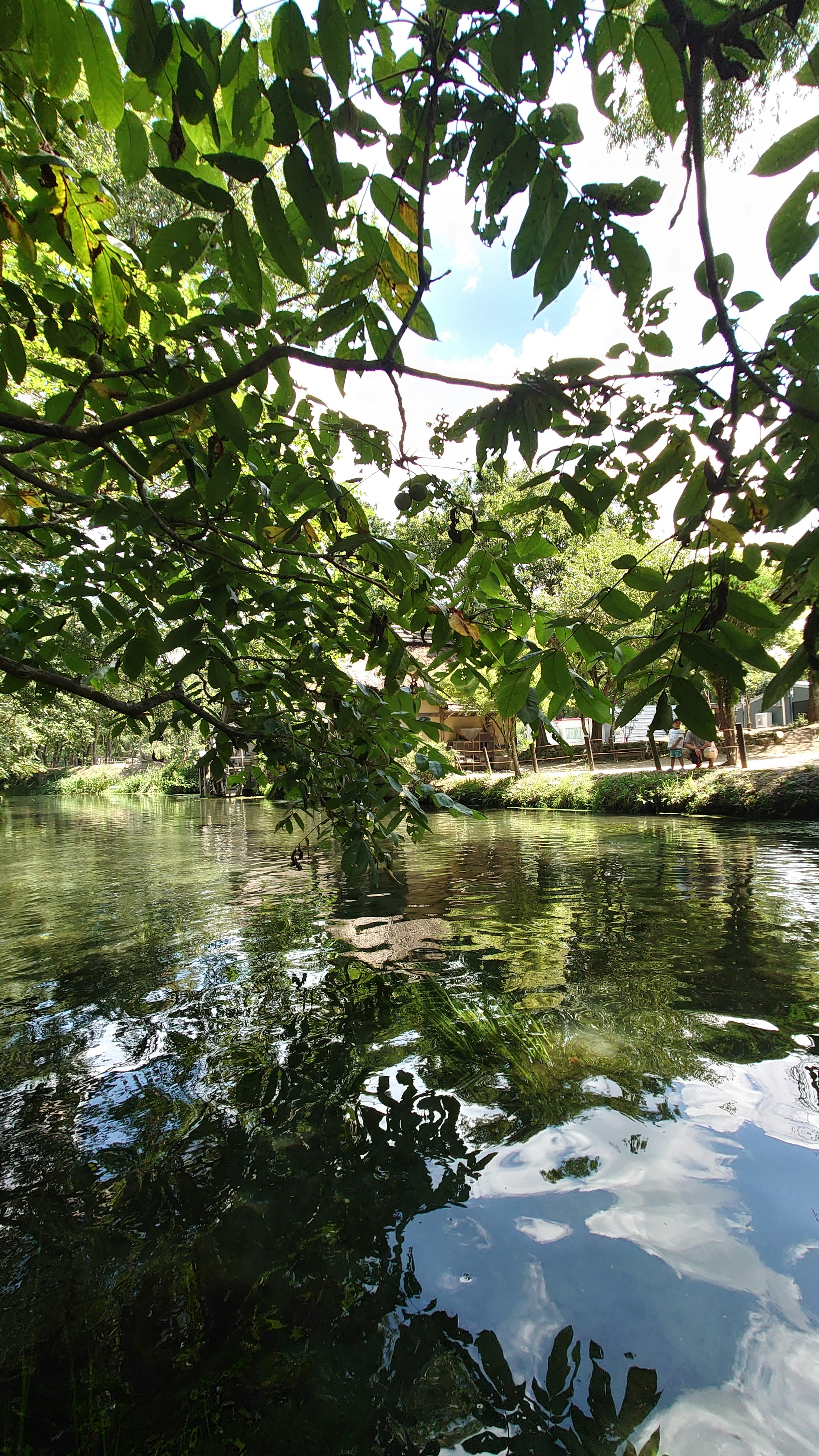 Serene river scene surrounded by green leaves