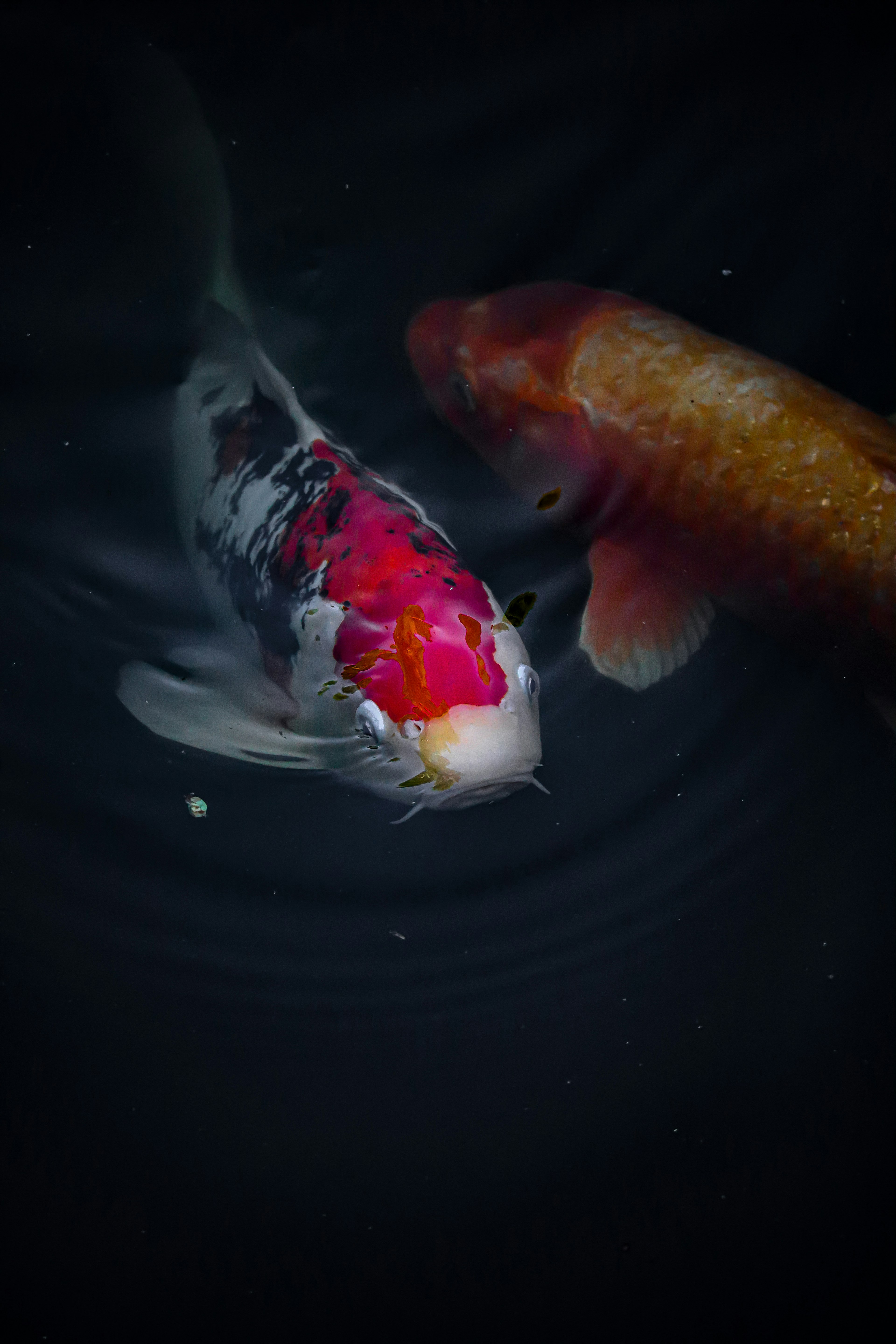 Peces koi nadando bajo el agua con un koi de patrón rojo y blanco y un koi naranja