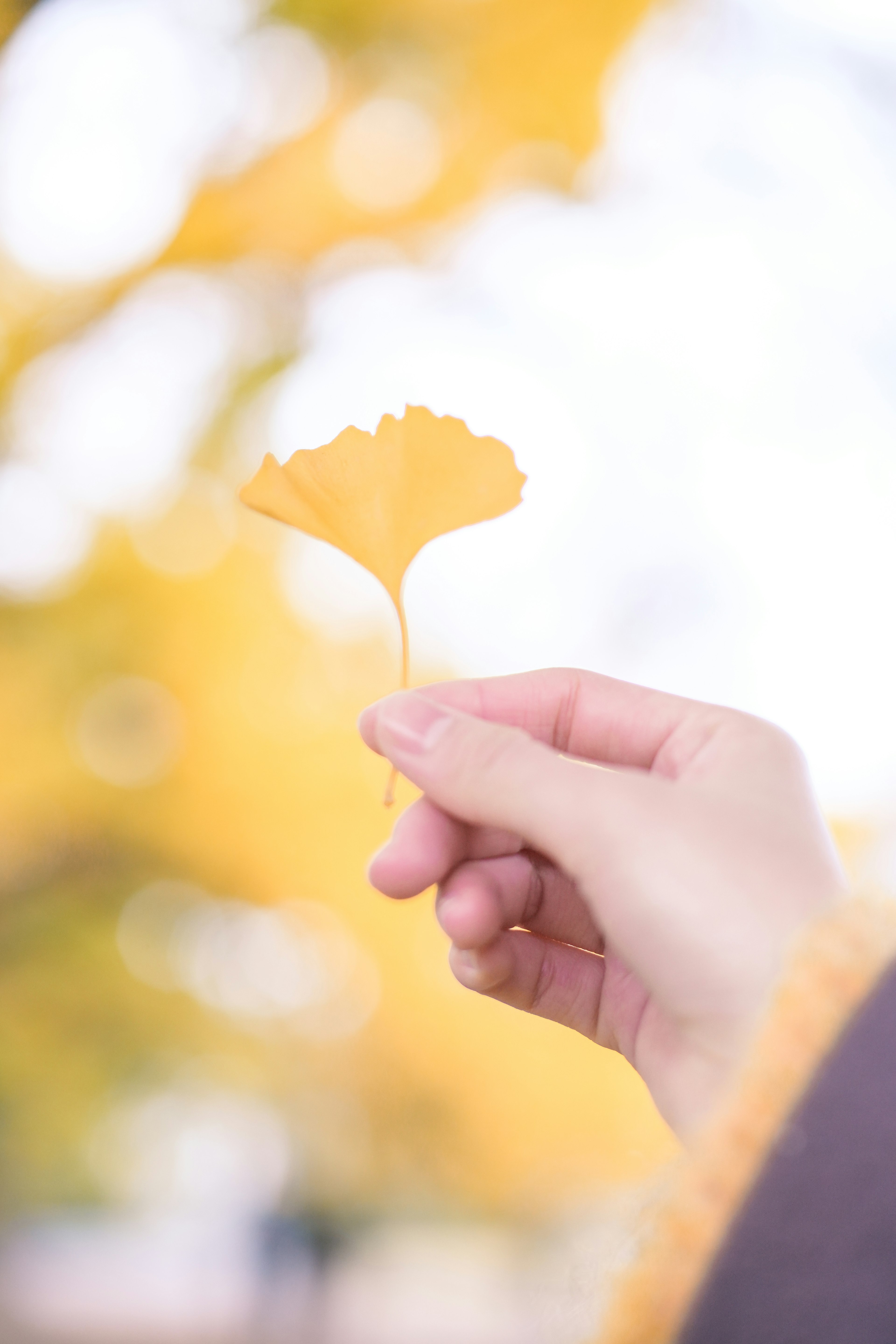 Hand hält ein gelbes Ginkgoblatt mit unscharfen gelben Bäumen im Hintergrund