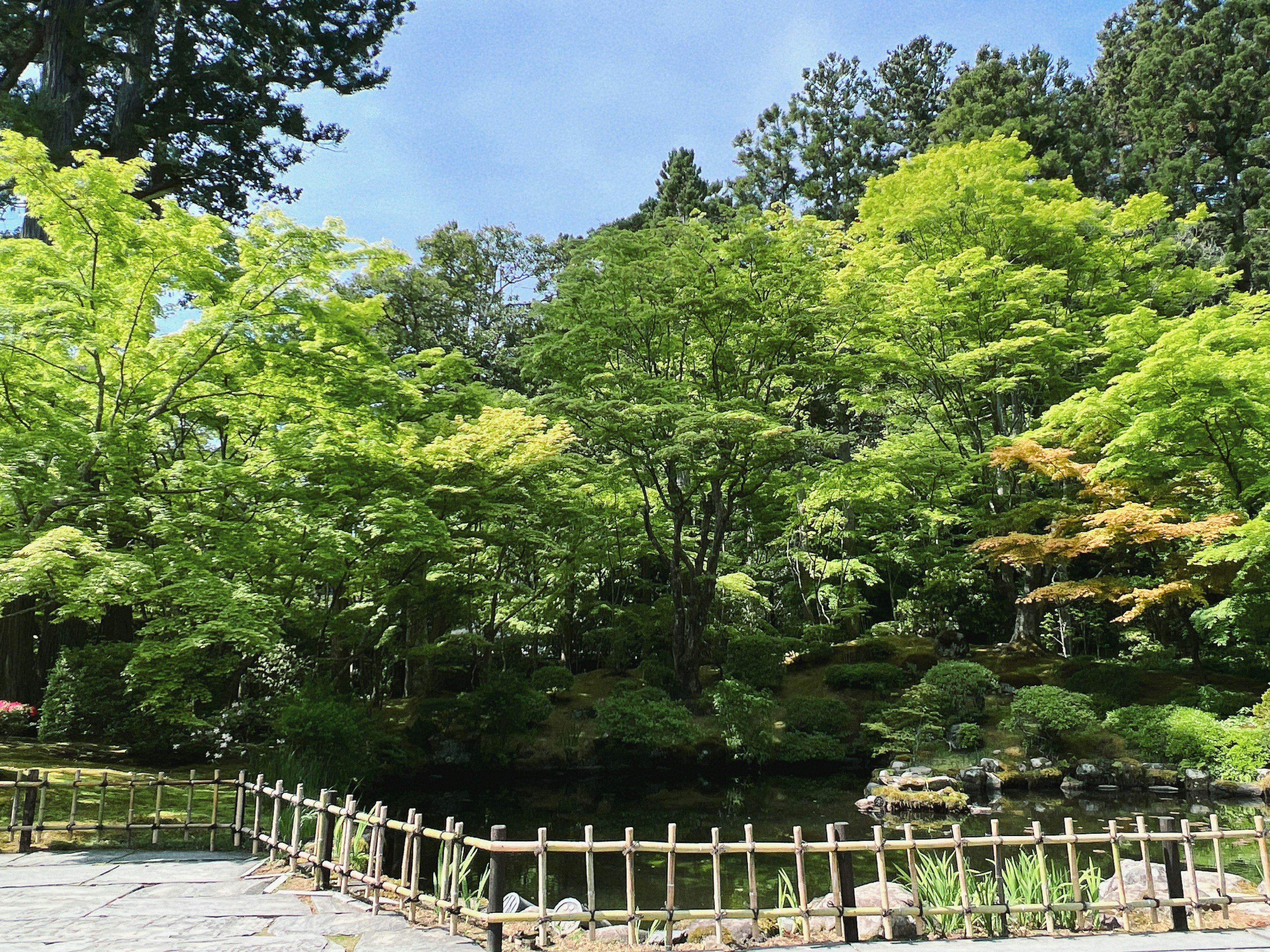 緑豊かな木々と池がある静かな日本庭園の風景