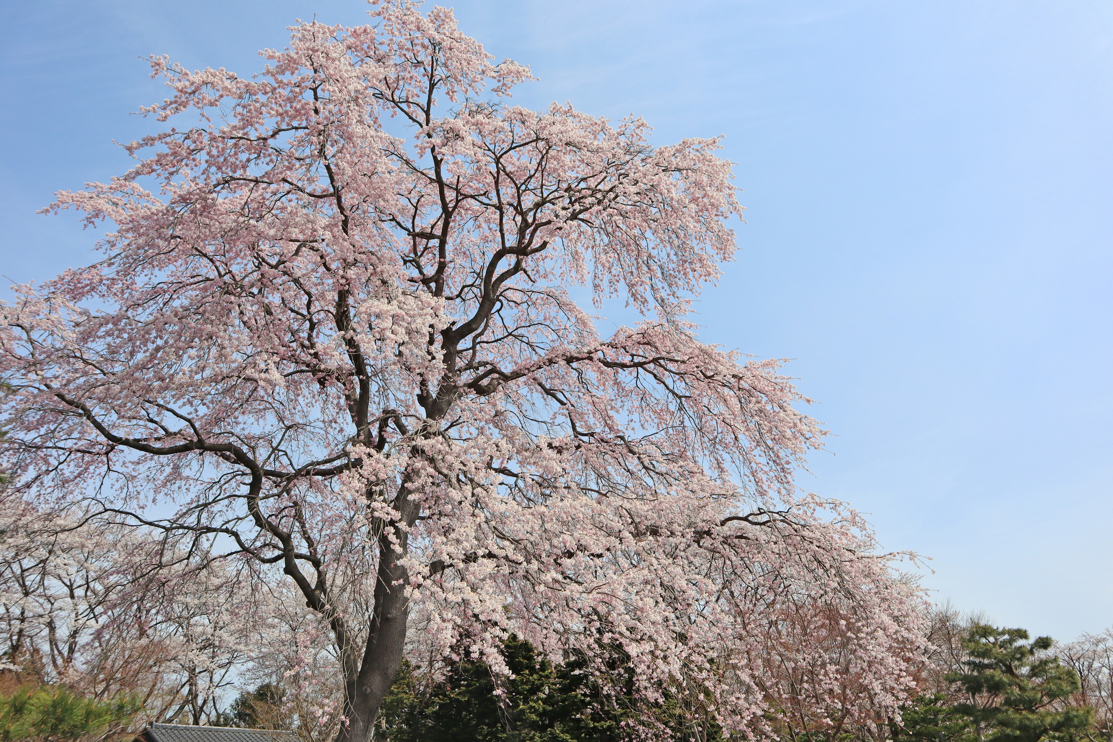 Pohon sakura mekar di bawah langit biru yang cerah