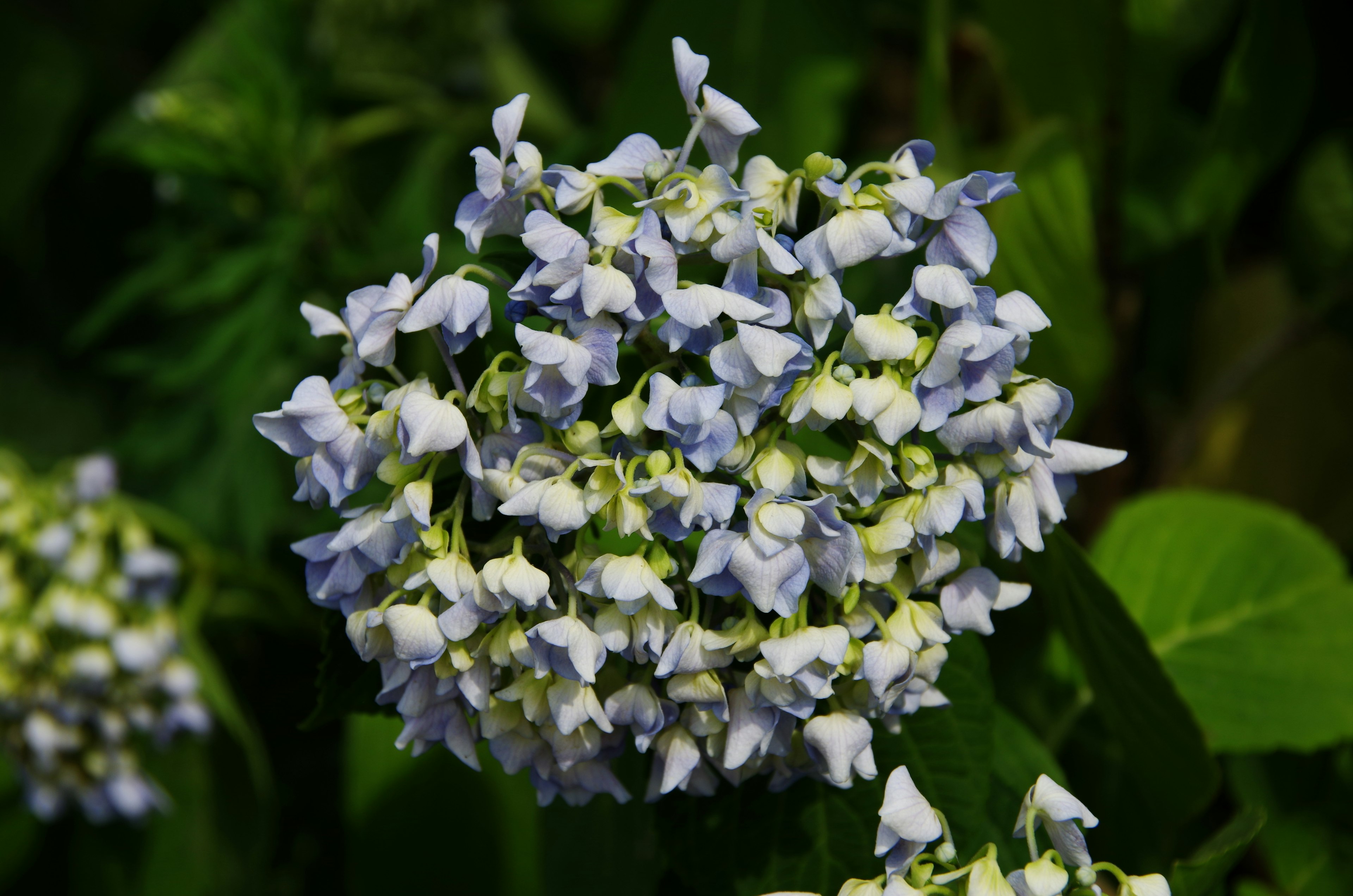 Hermoso grupo de flores de hortensia azul y blanca