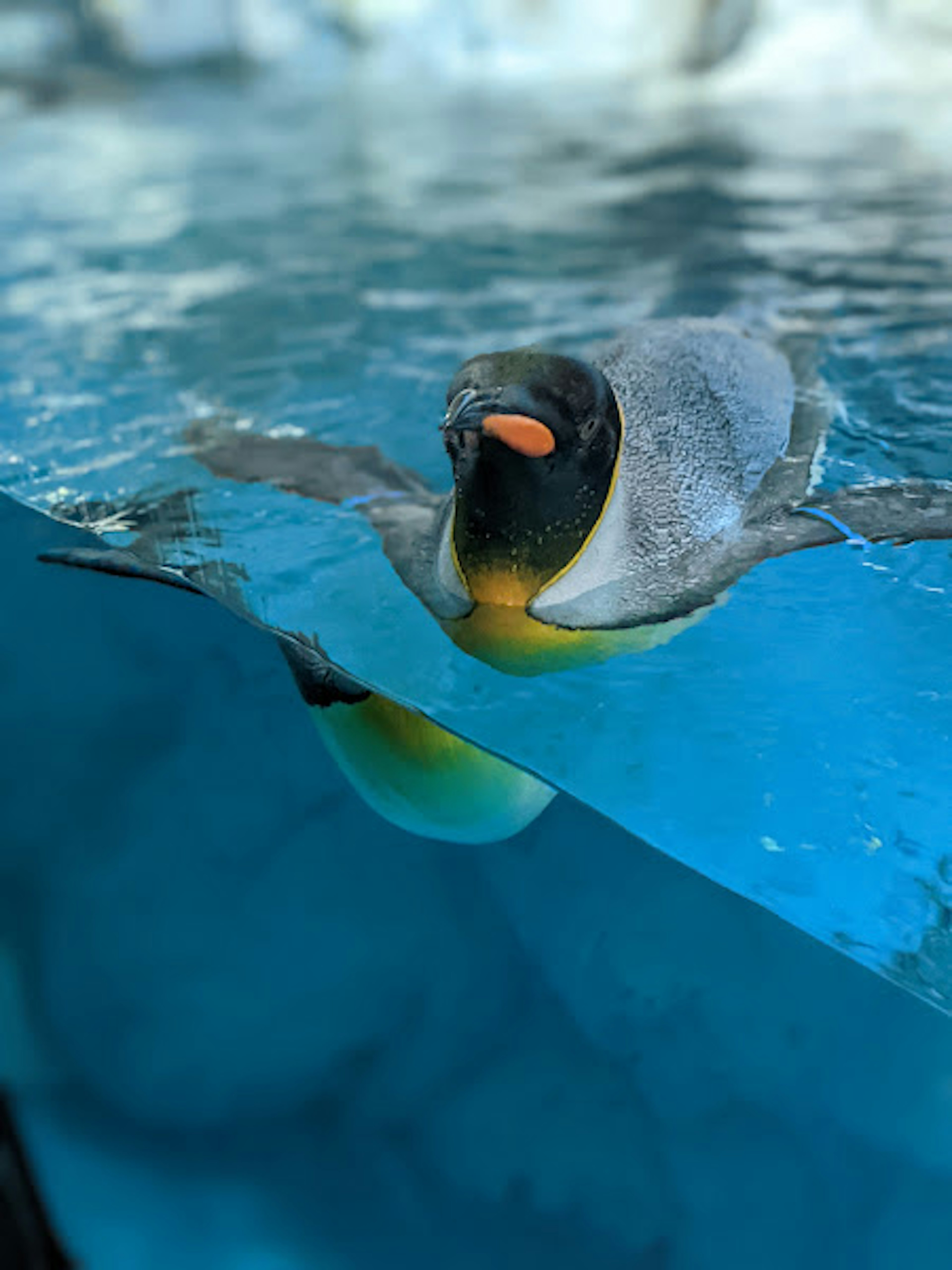 水中で泳ぐ皇帝ペンギンの近接写真