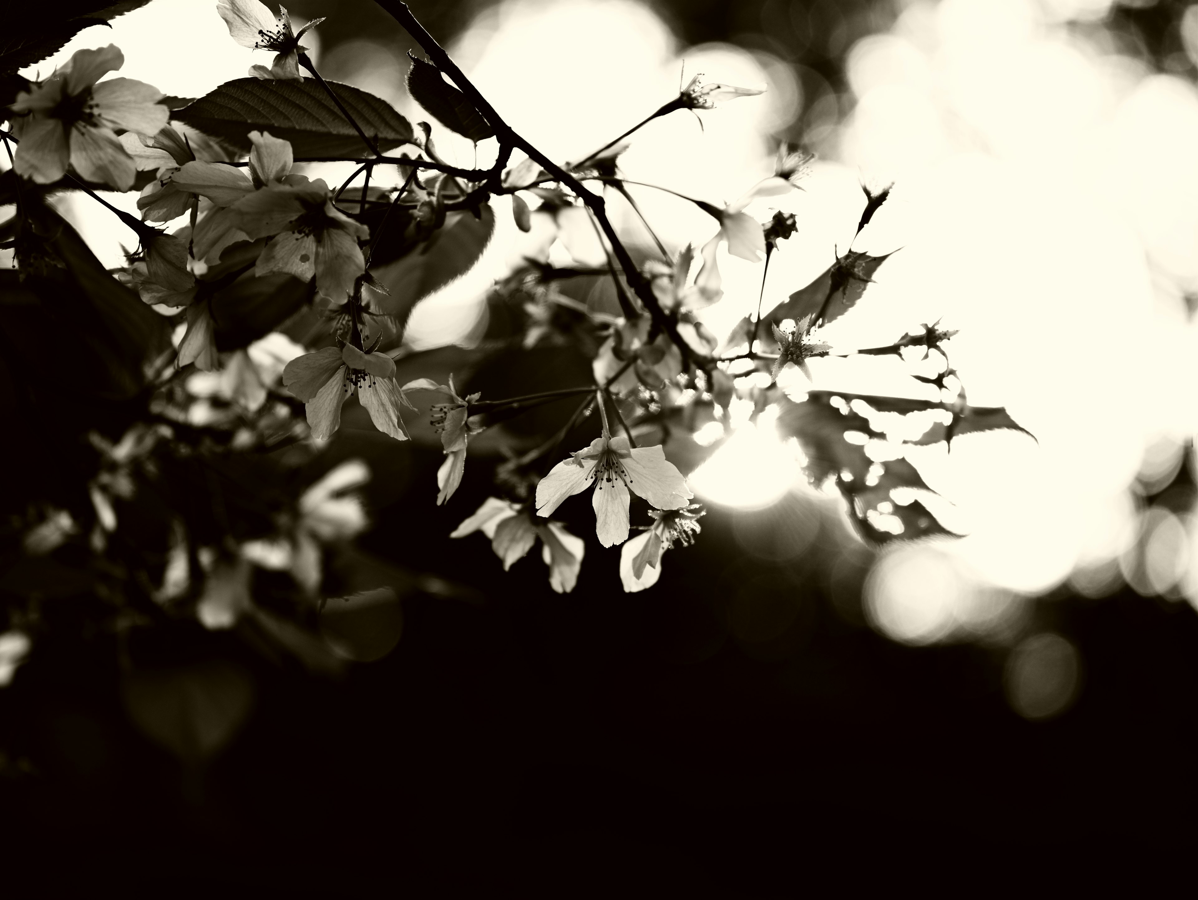 Primo piano di un ramo in bianco e nero con fiori e foglie La luce filtra creando belle ombre