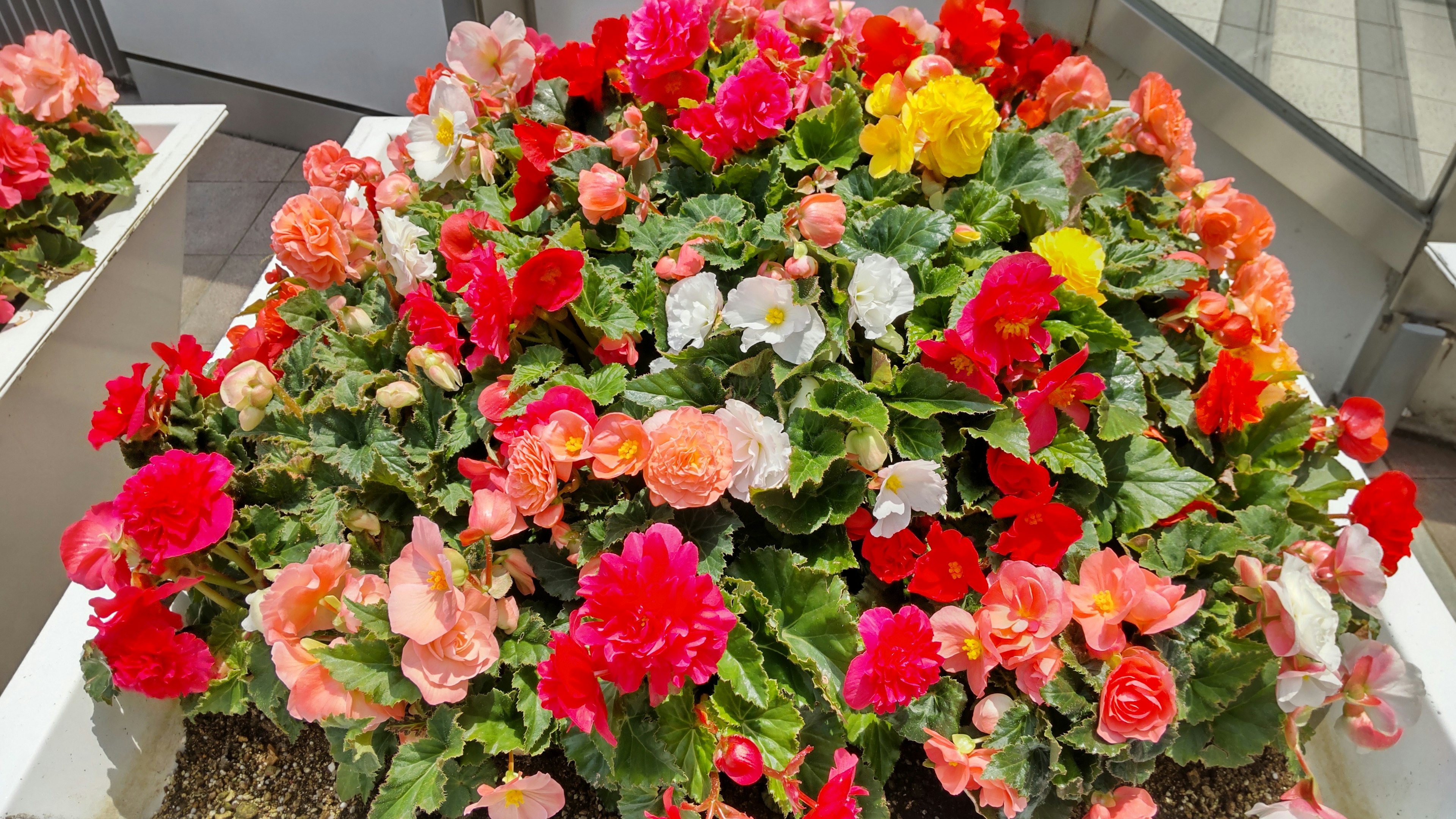 Bunte Begonienblumen blühen in einem Pflanzer