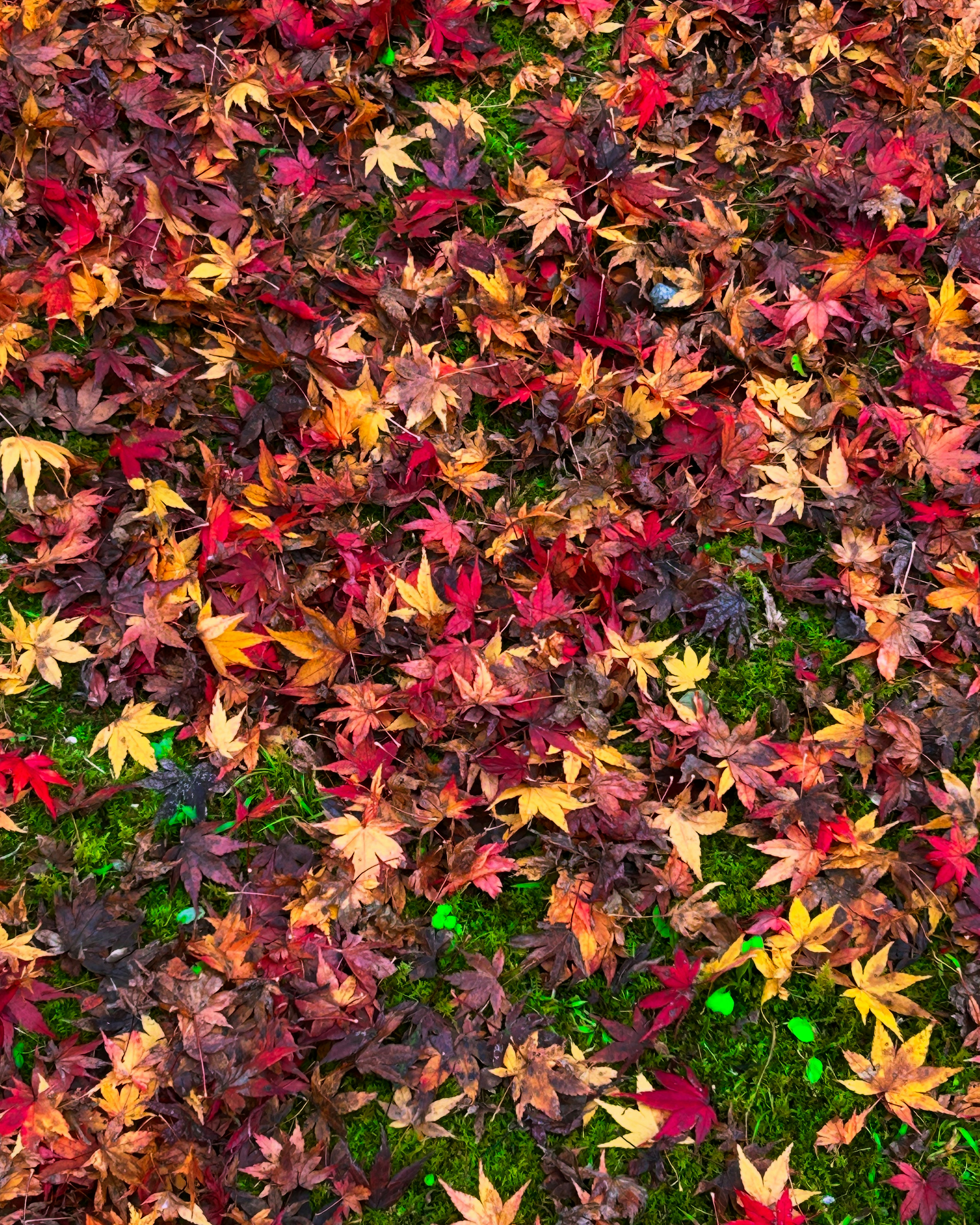 Feuilles d'automne colorées couvrant le sol