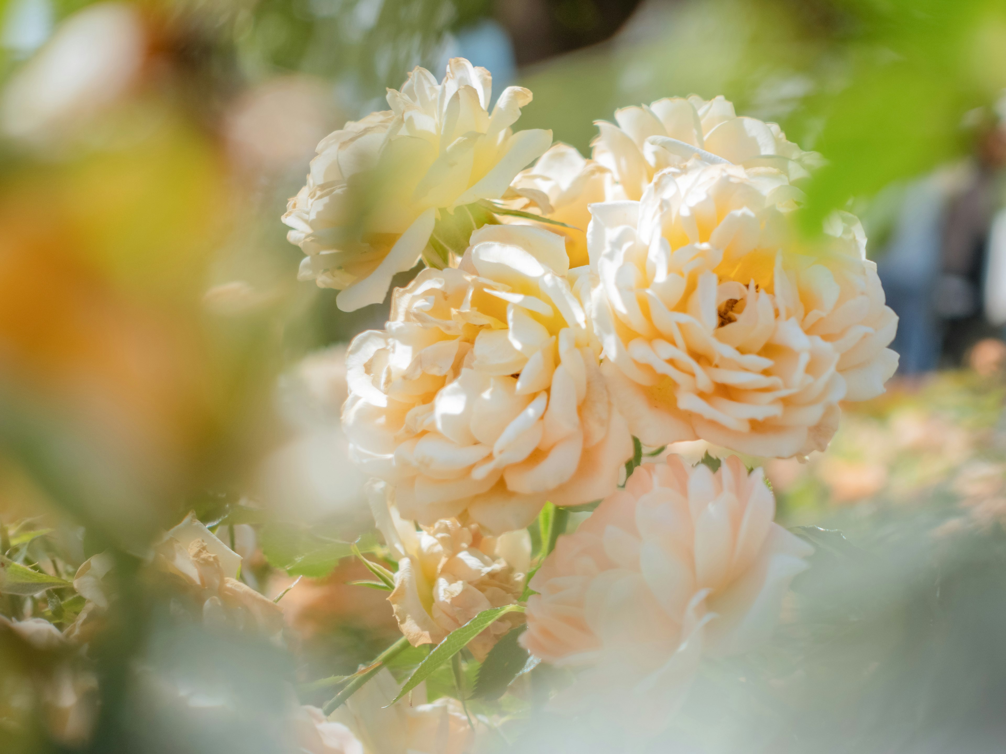 Ein Strauß blassgelber Rosen blüht zwischen grünen Blättern