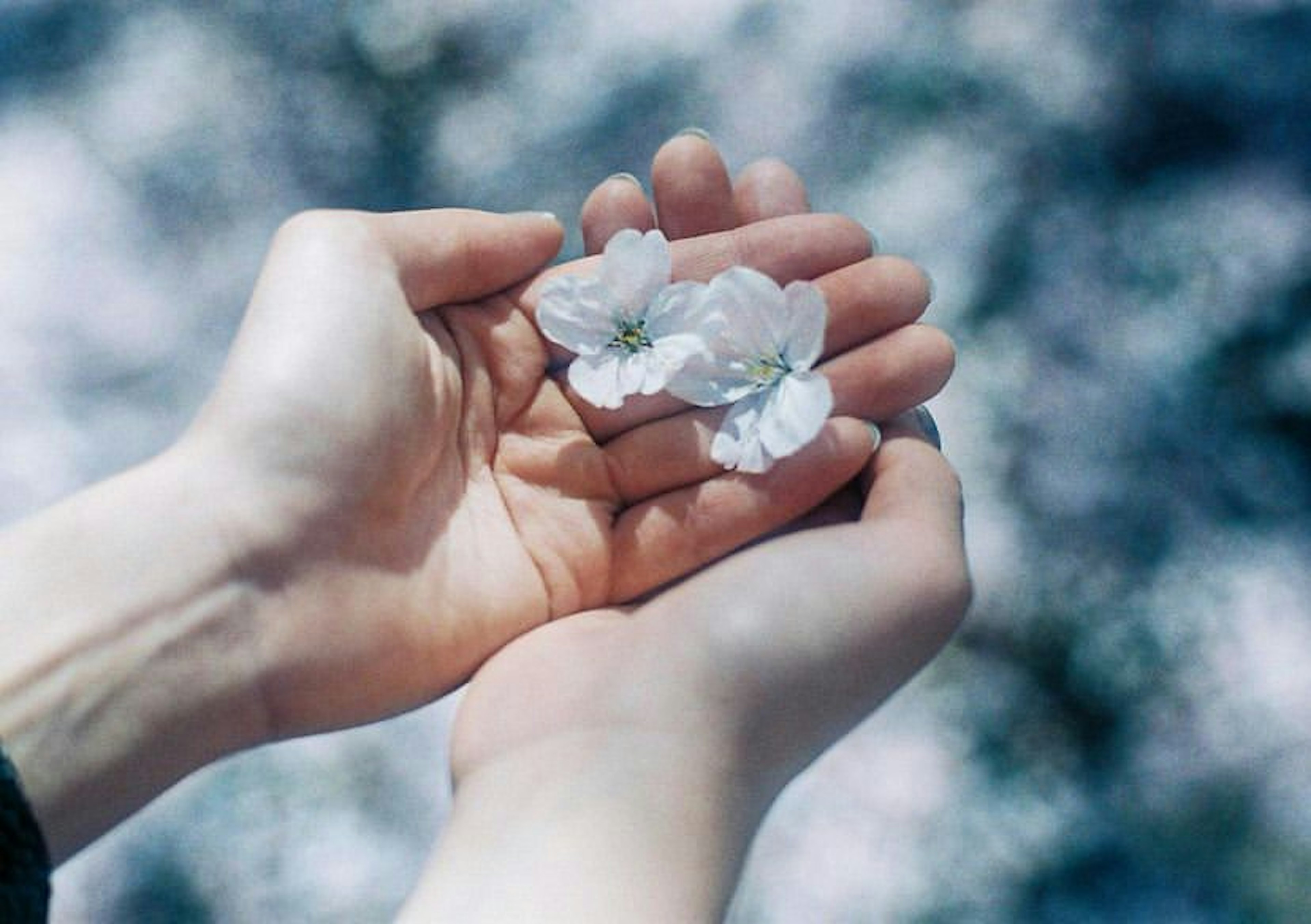 Deux mains tenant des pétales de fleurs blanches