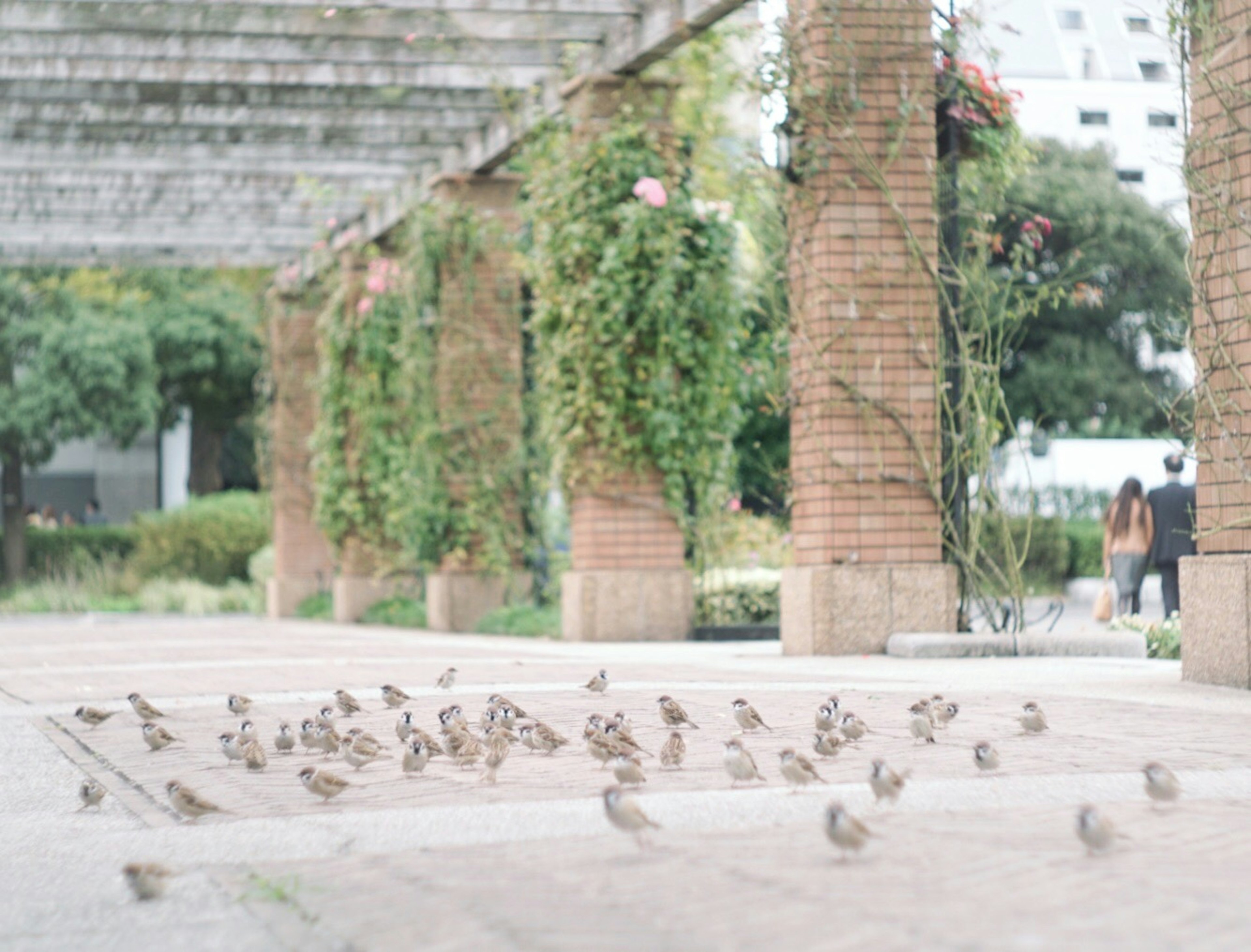 公園の中にいる小さな鳥たちと緑の柱