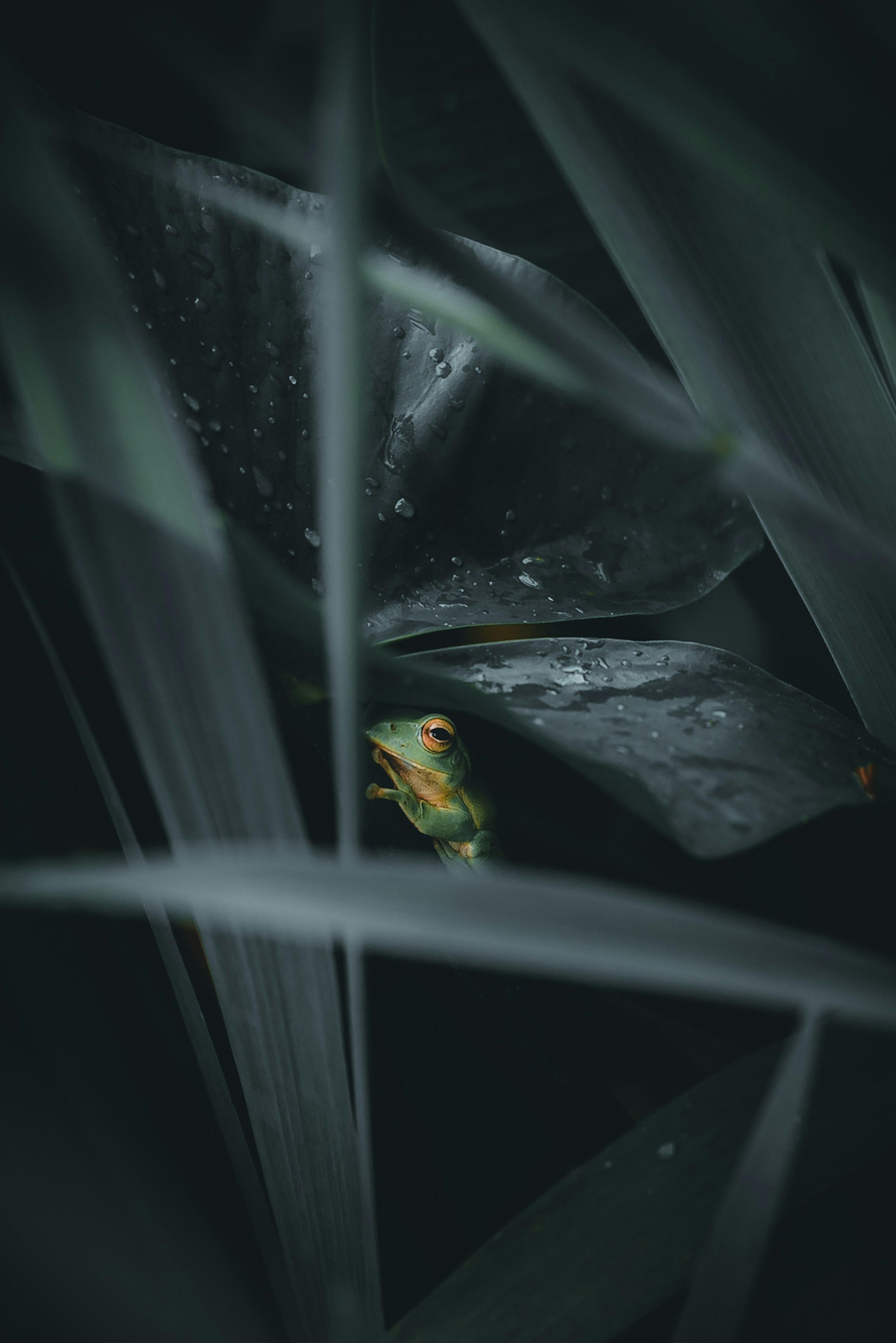 Green frog hidden among dark green leaves in a close-up image