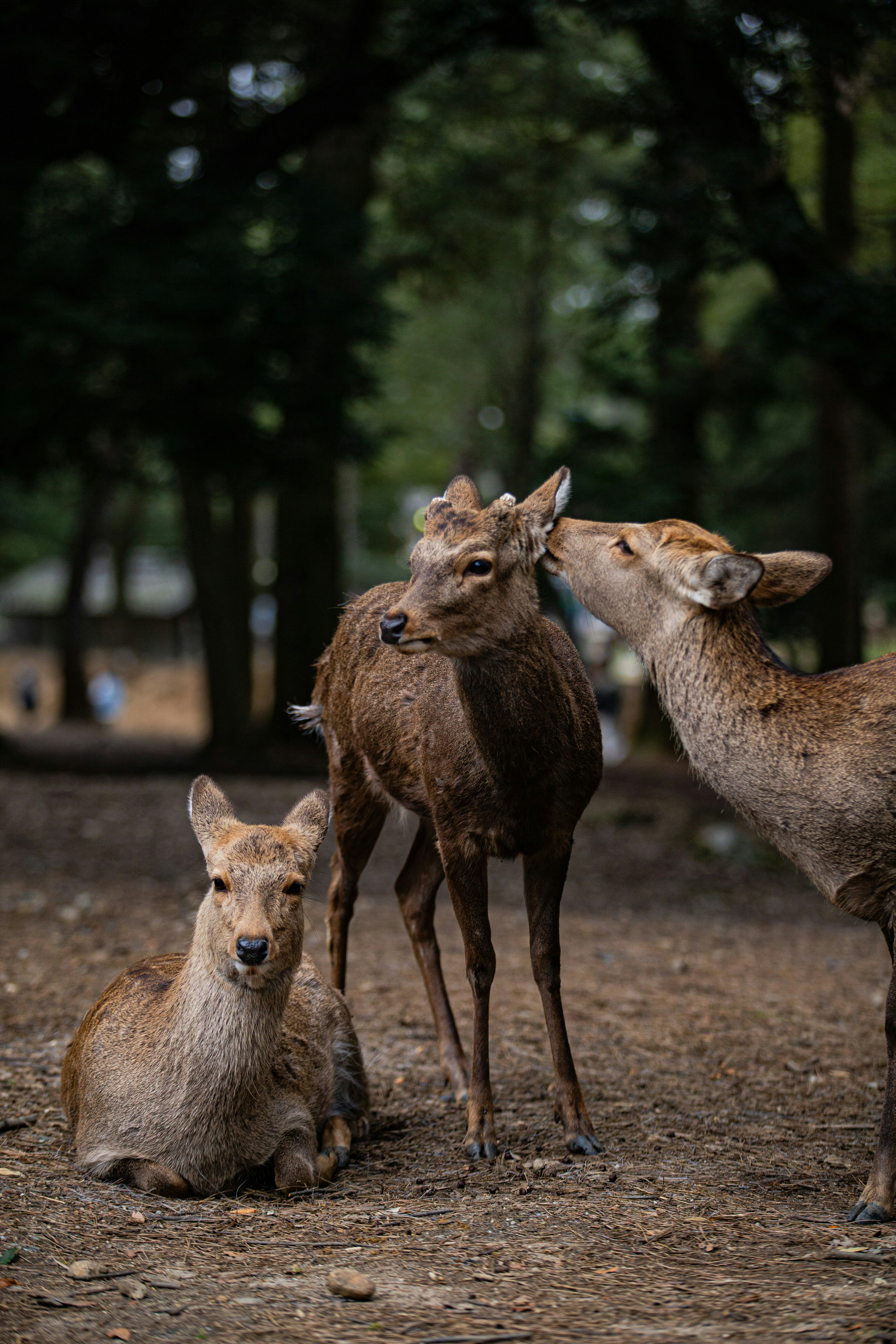 Momen hangat rusa bermain di hutan