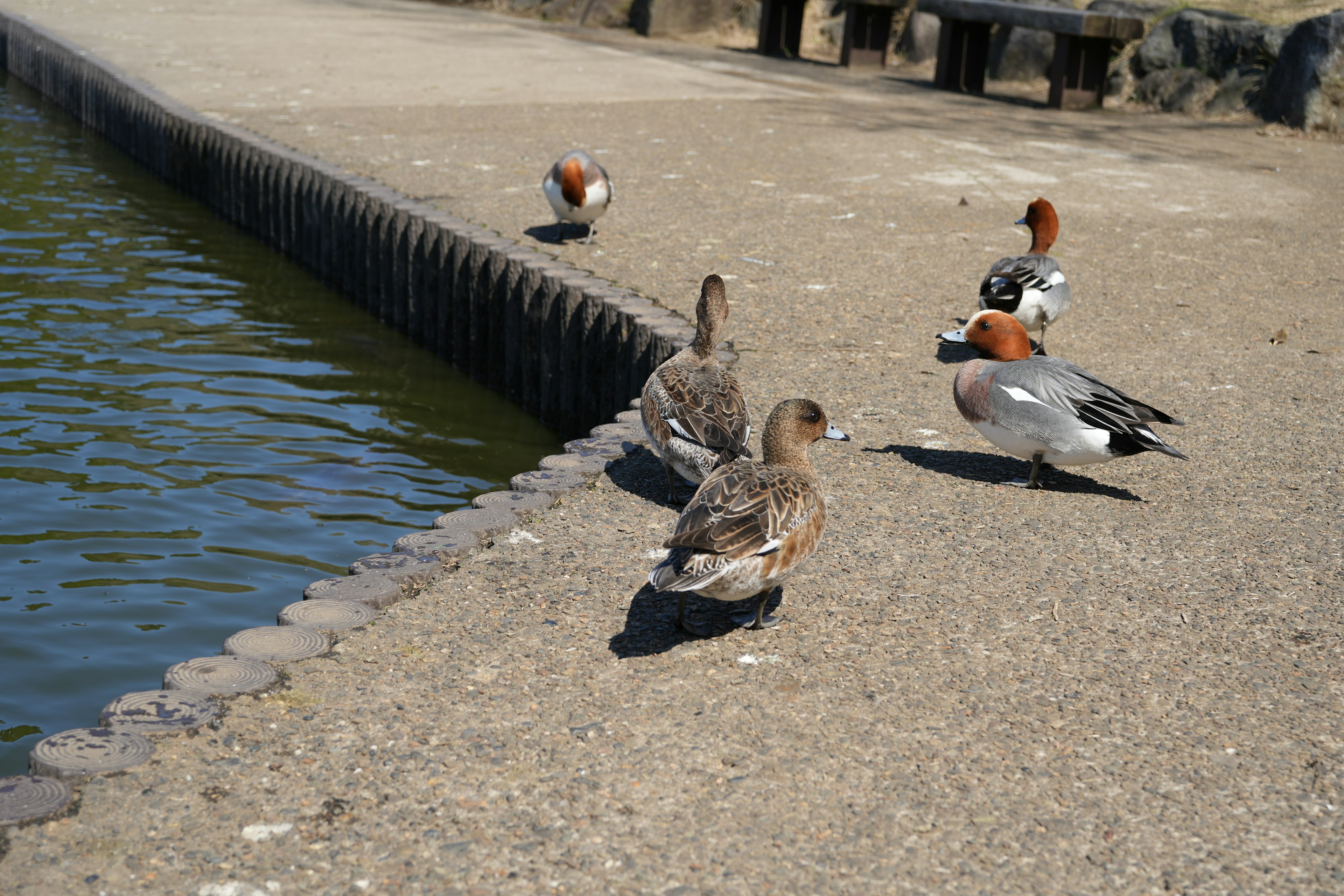 Gruppe von Enten am Wasser und Betonkante