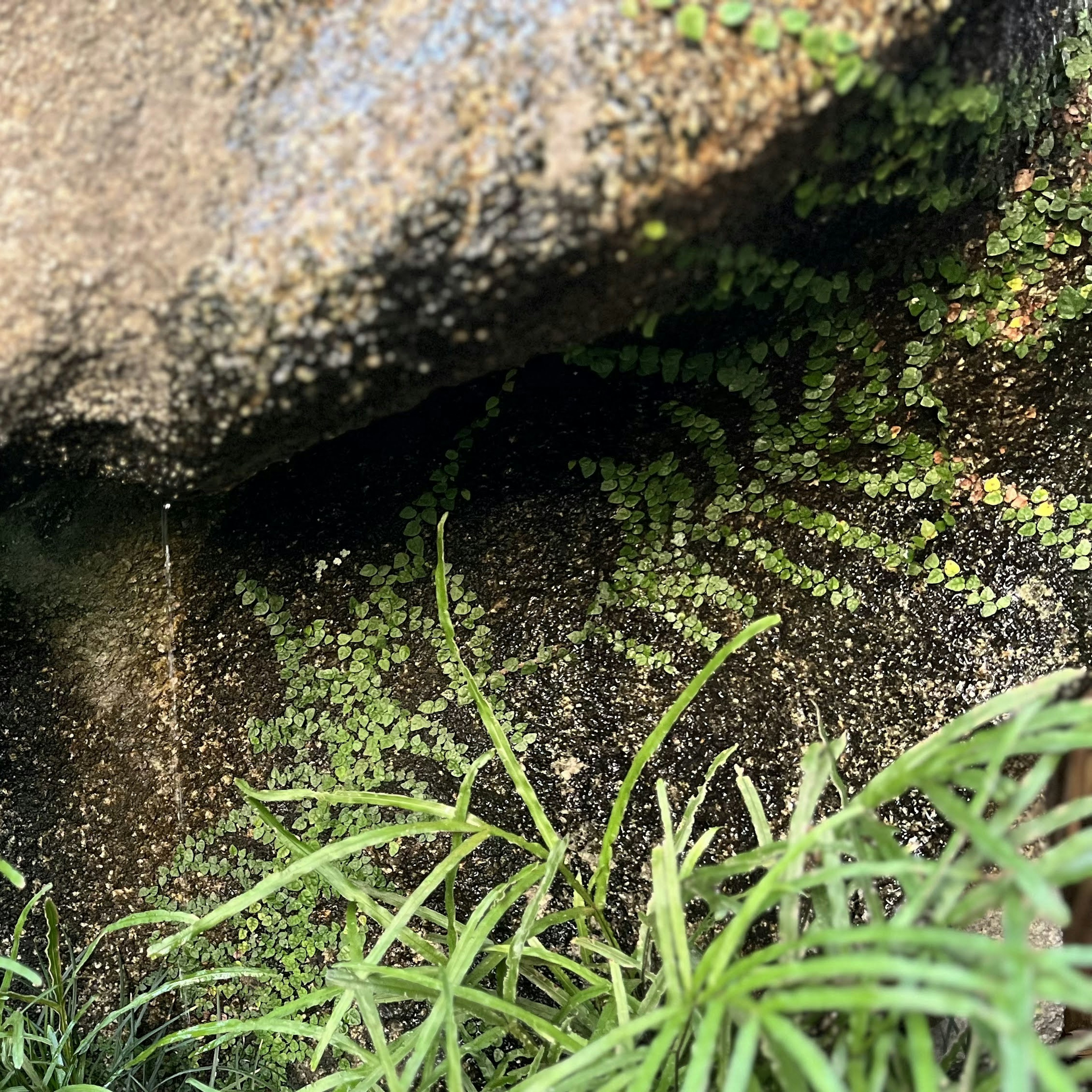 岩の下に生えた緑の草とシダ