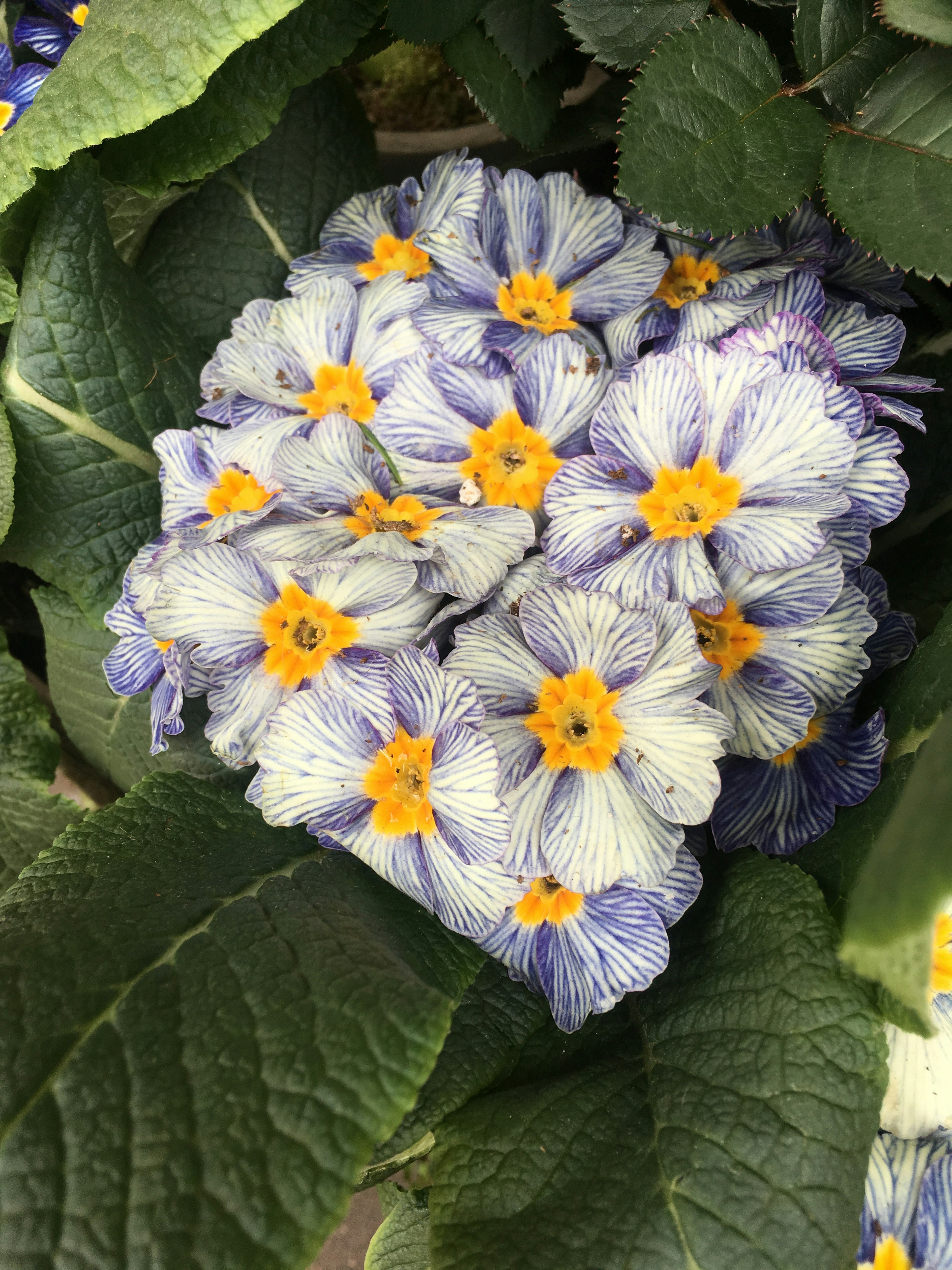 Cluster di fiori viola e bianchi circondati da foglie verdi