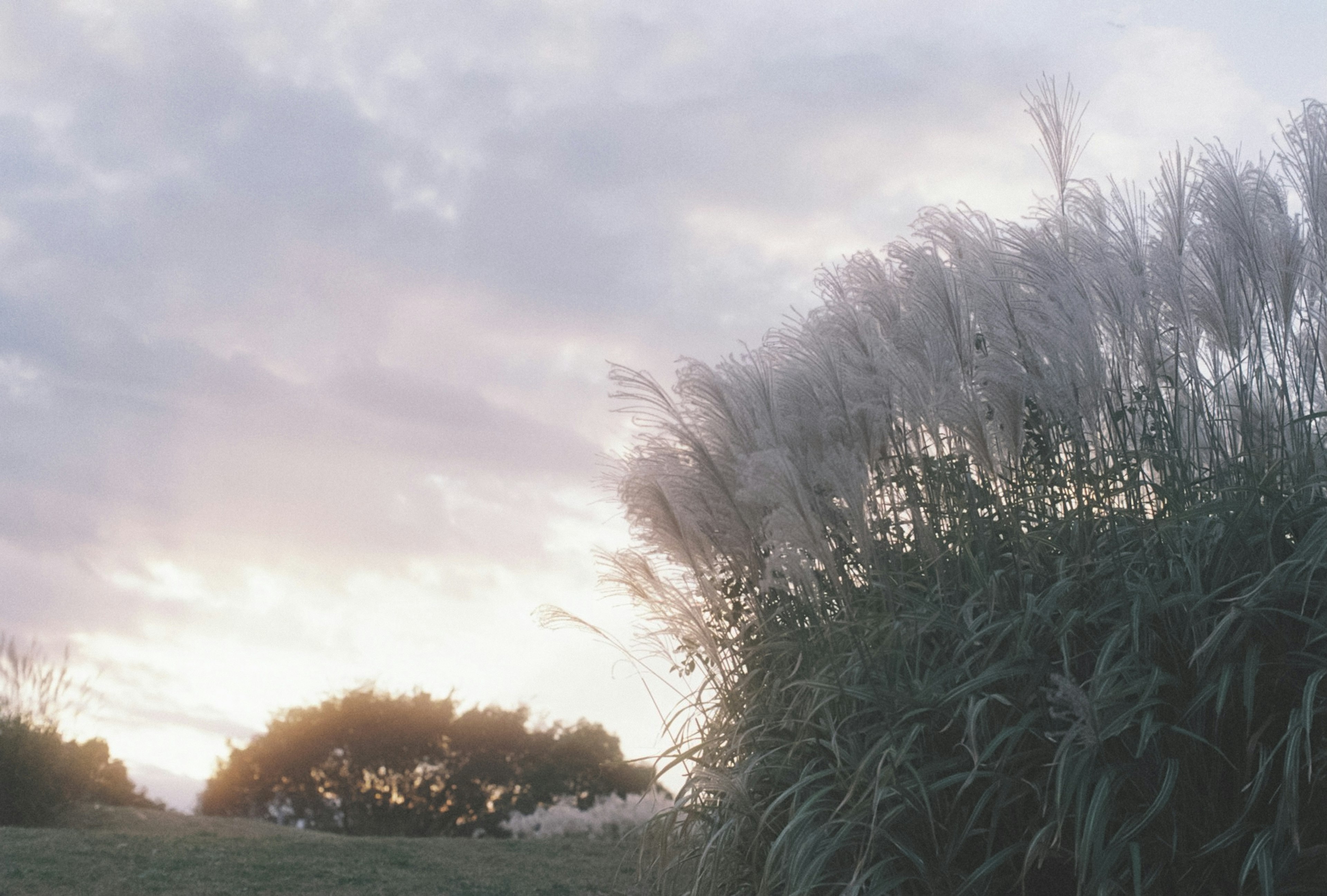 Soft light filtering through a grass field at sunset