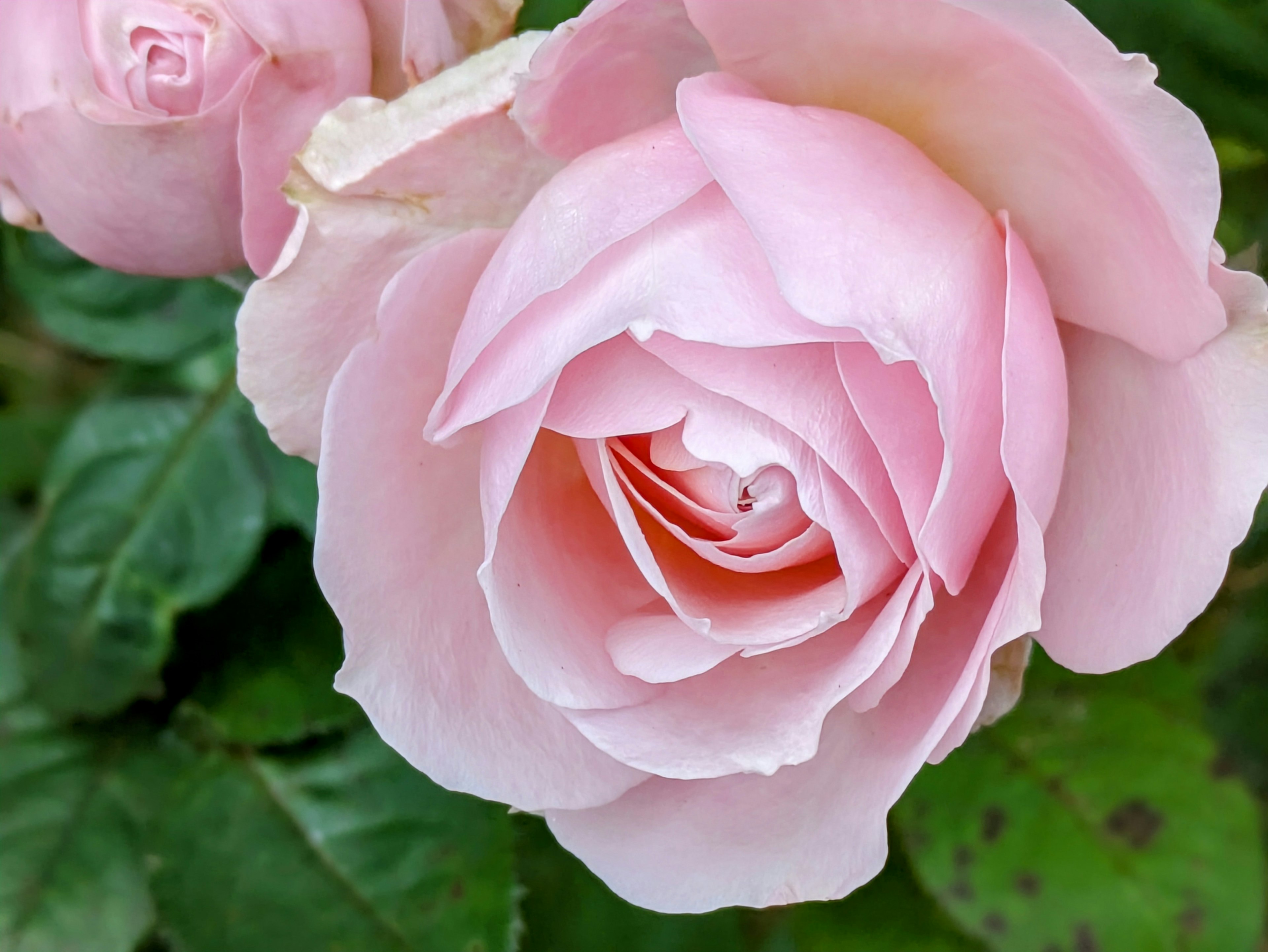 Fleur de rose rose pâle avec des feuilles vertes luxuriantes