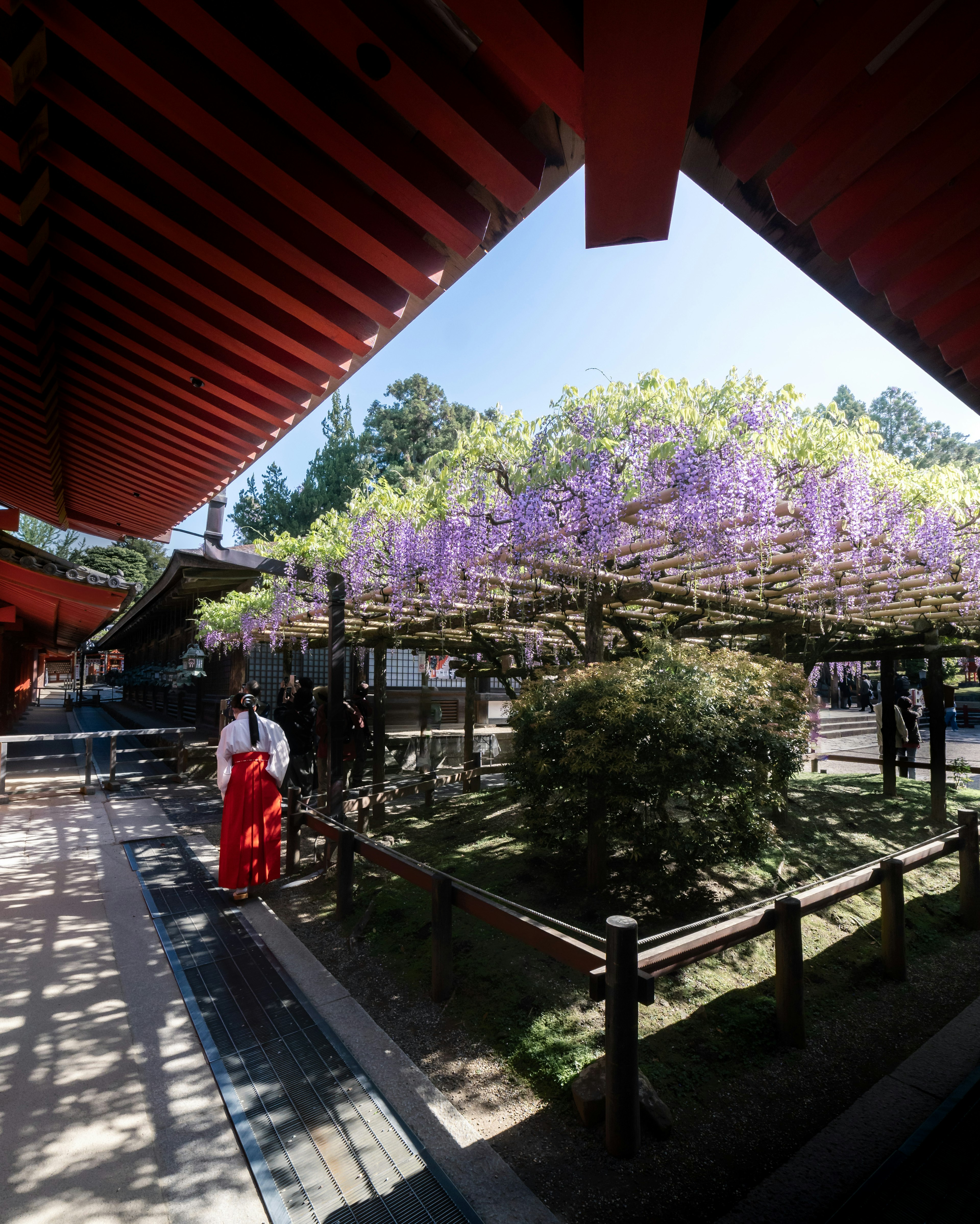 美丽的花园，紫色的紫藤花和红色屋顶建筑