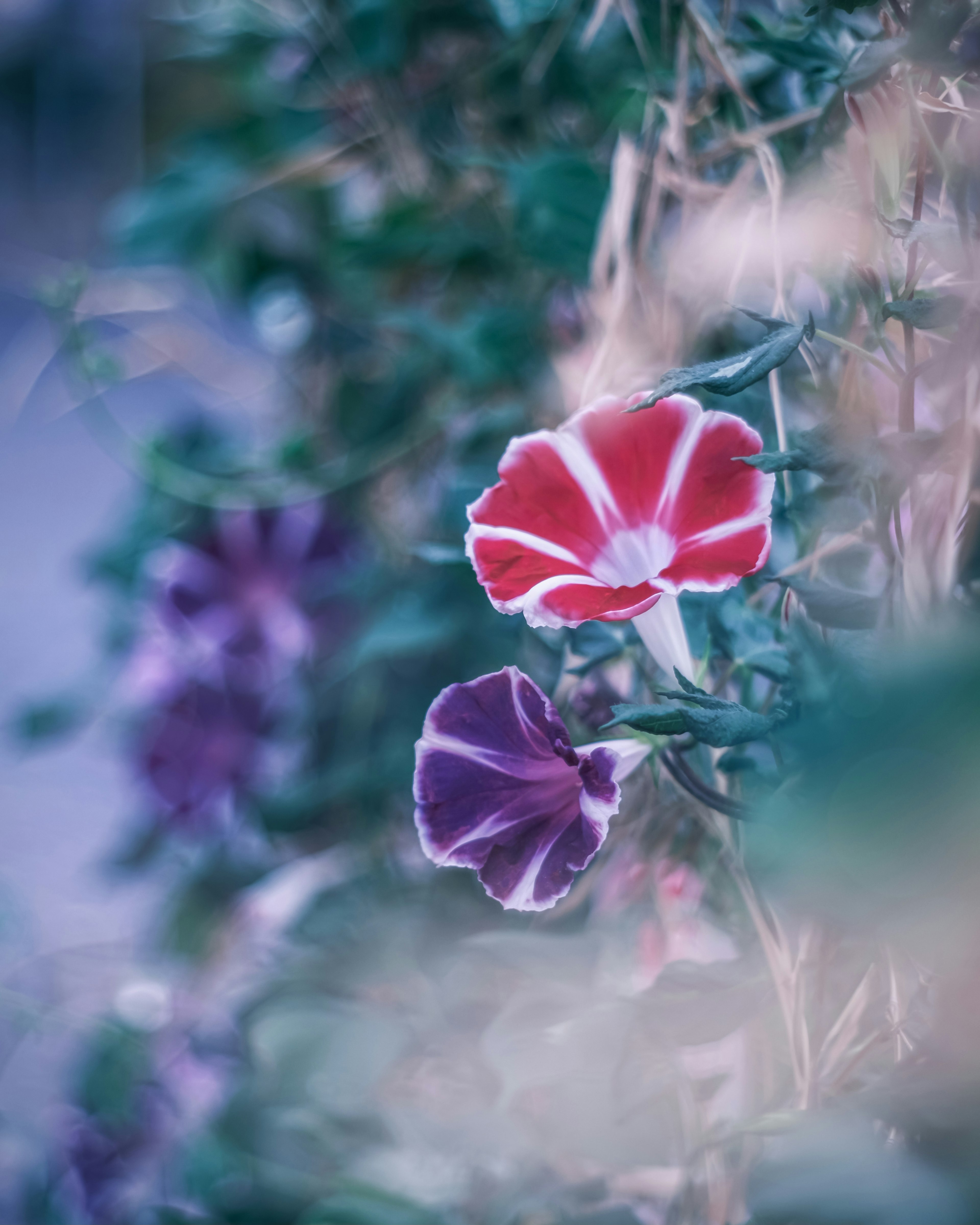 Imagen de flores rojas y moradas floreciendo sobre un fondo verde