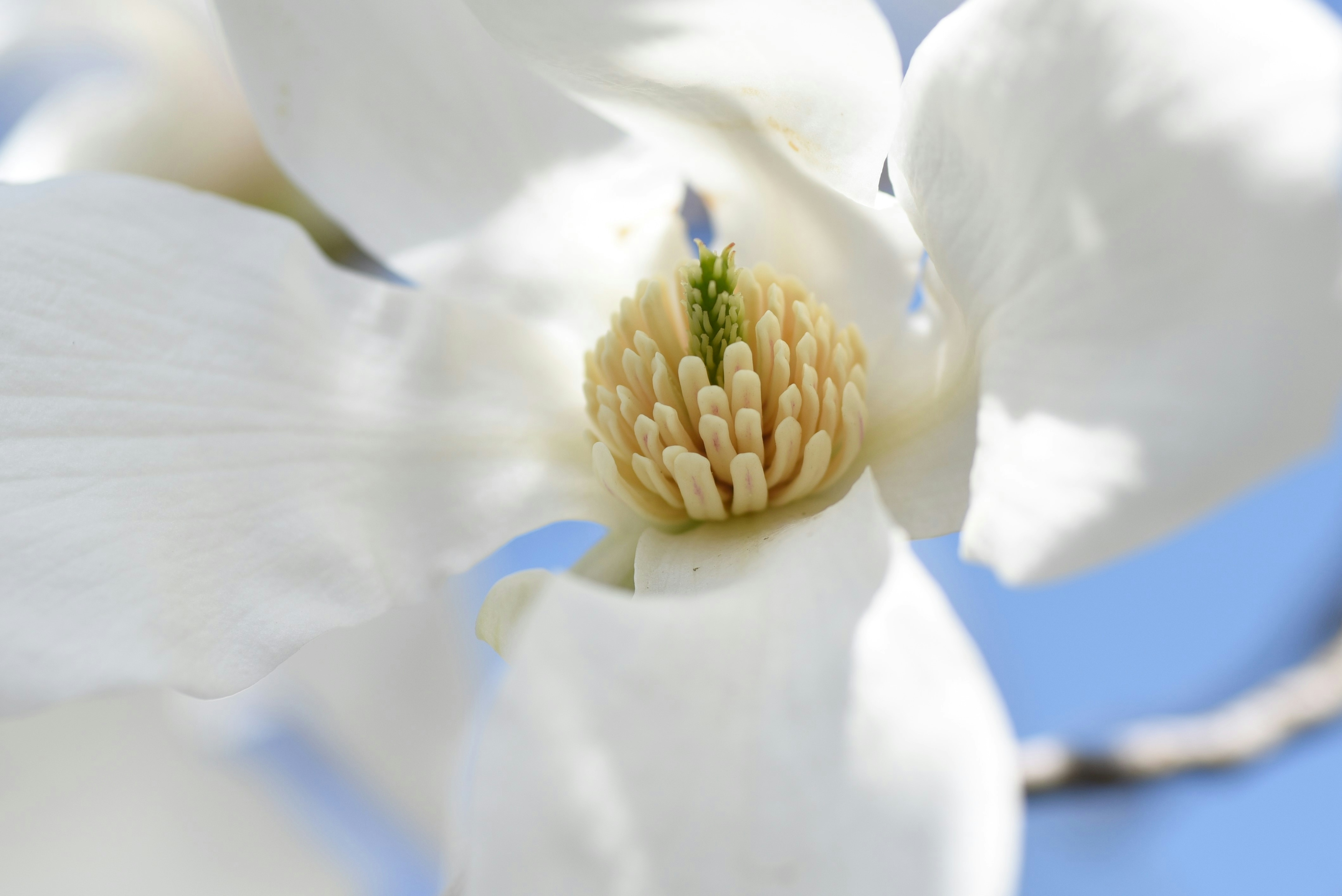 Nahaufnahme einer weißen Blume mit gelben Staubblättern und einem grünen Stempel