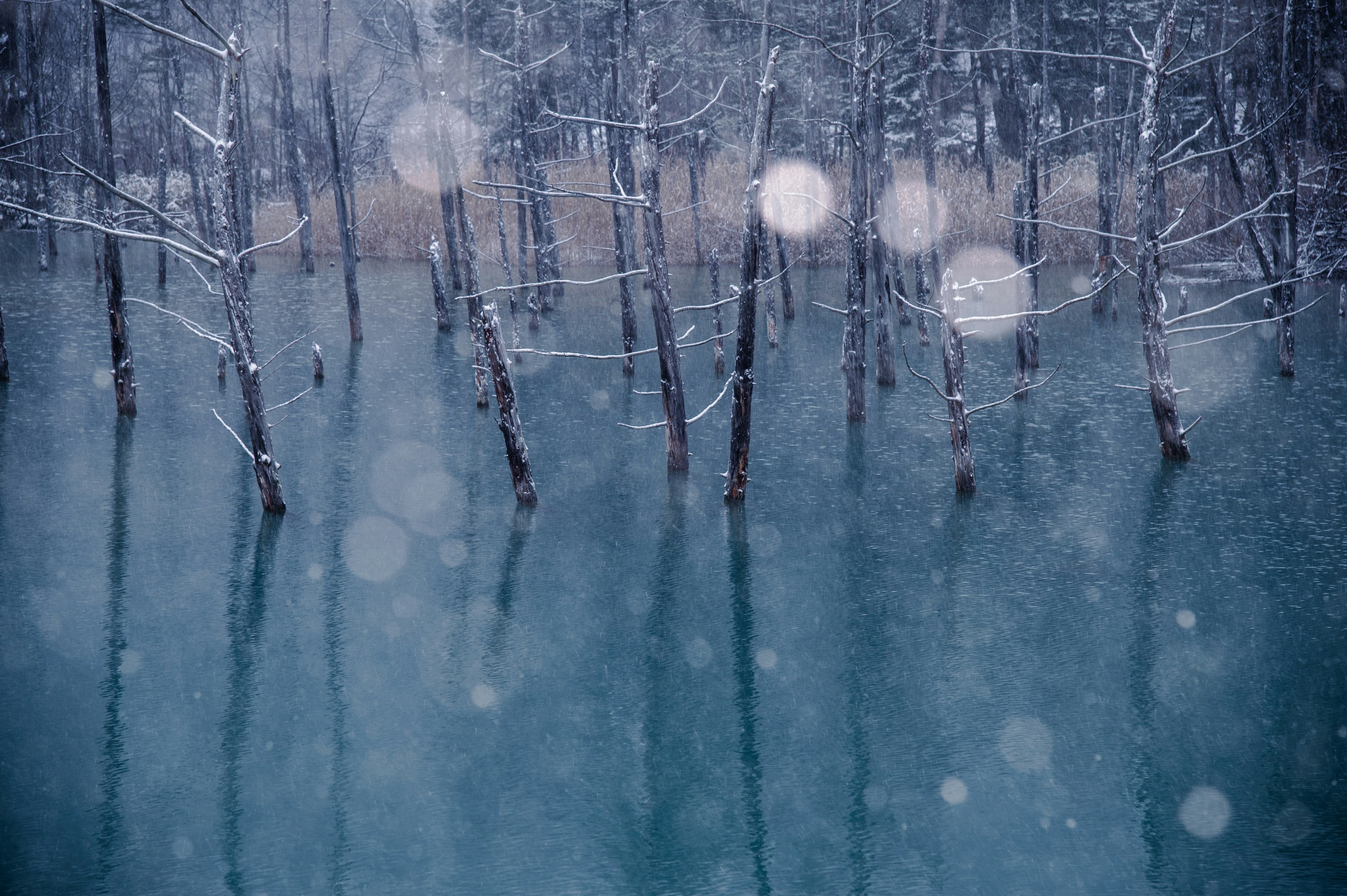 Scena invernale con alberi coperti di neve che si riflettono nell'acqua