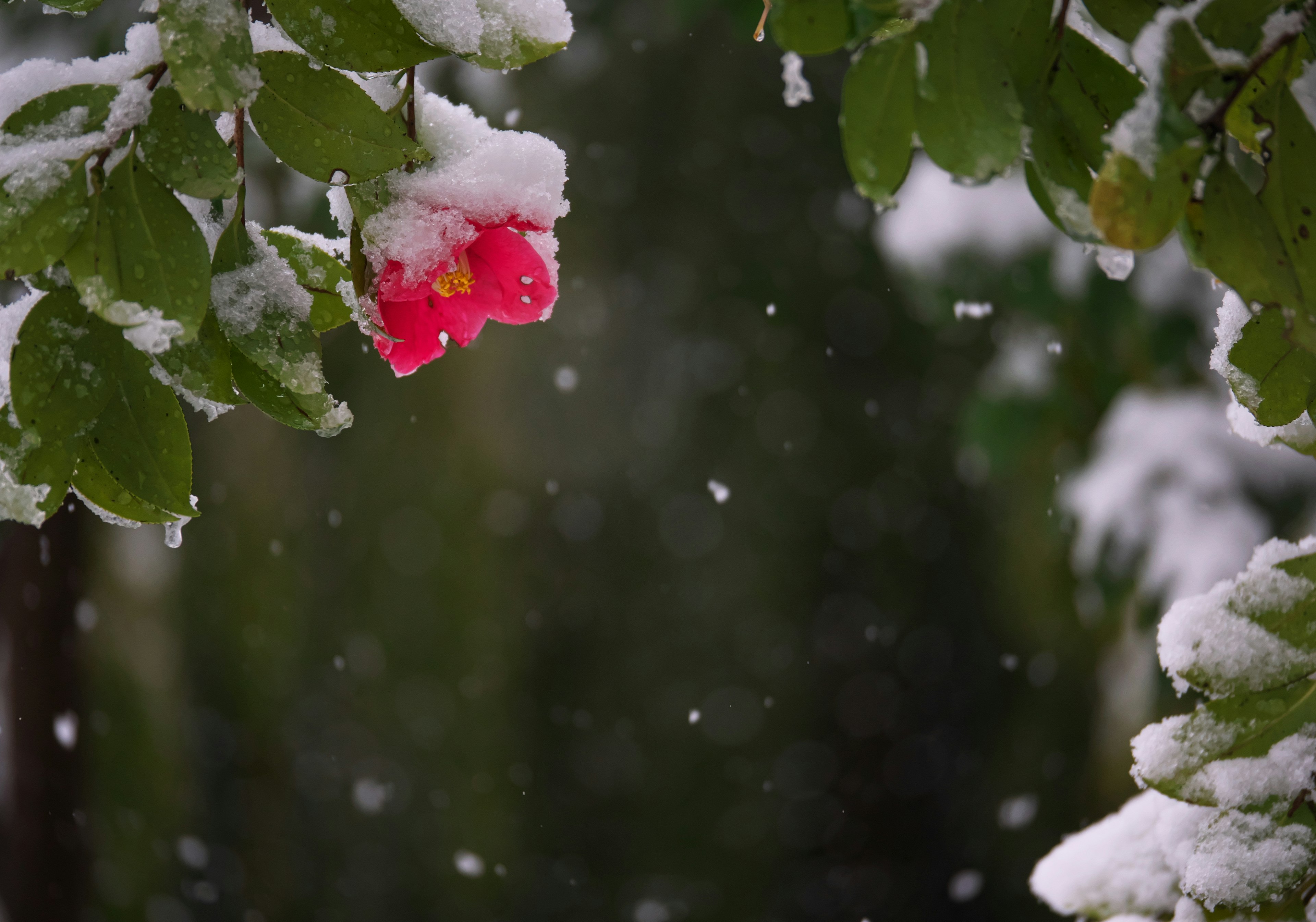 Winter scene featuring a red flower and green leaves covered in snow