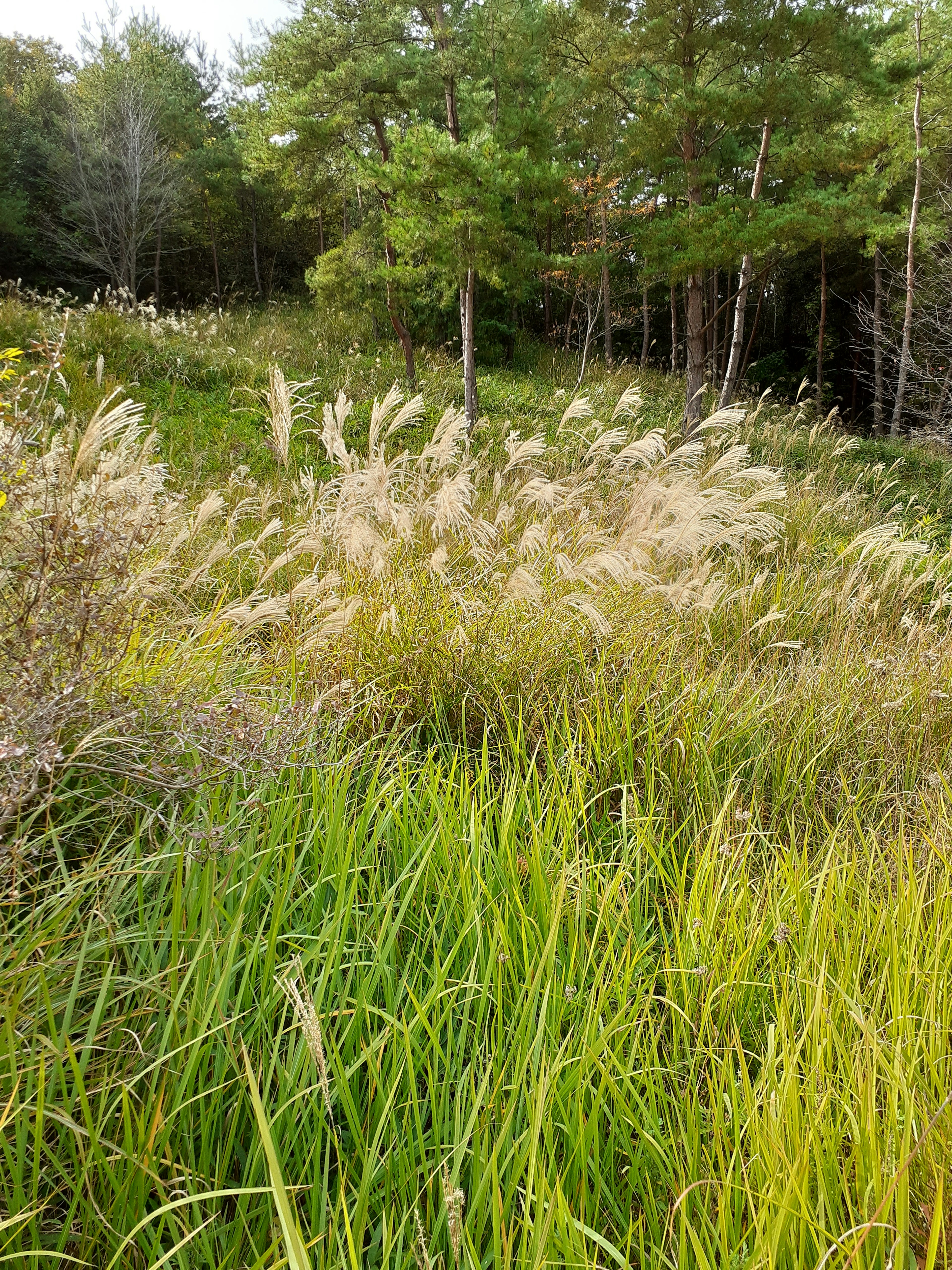 A natural landscape featuring green grass and golden flowering plants