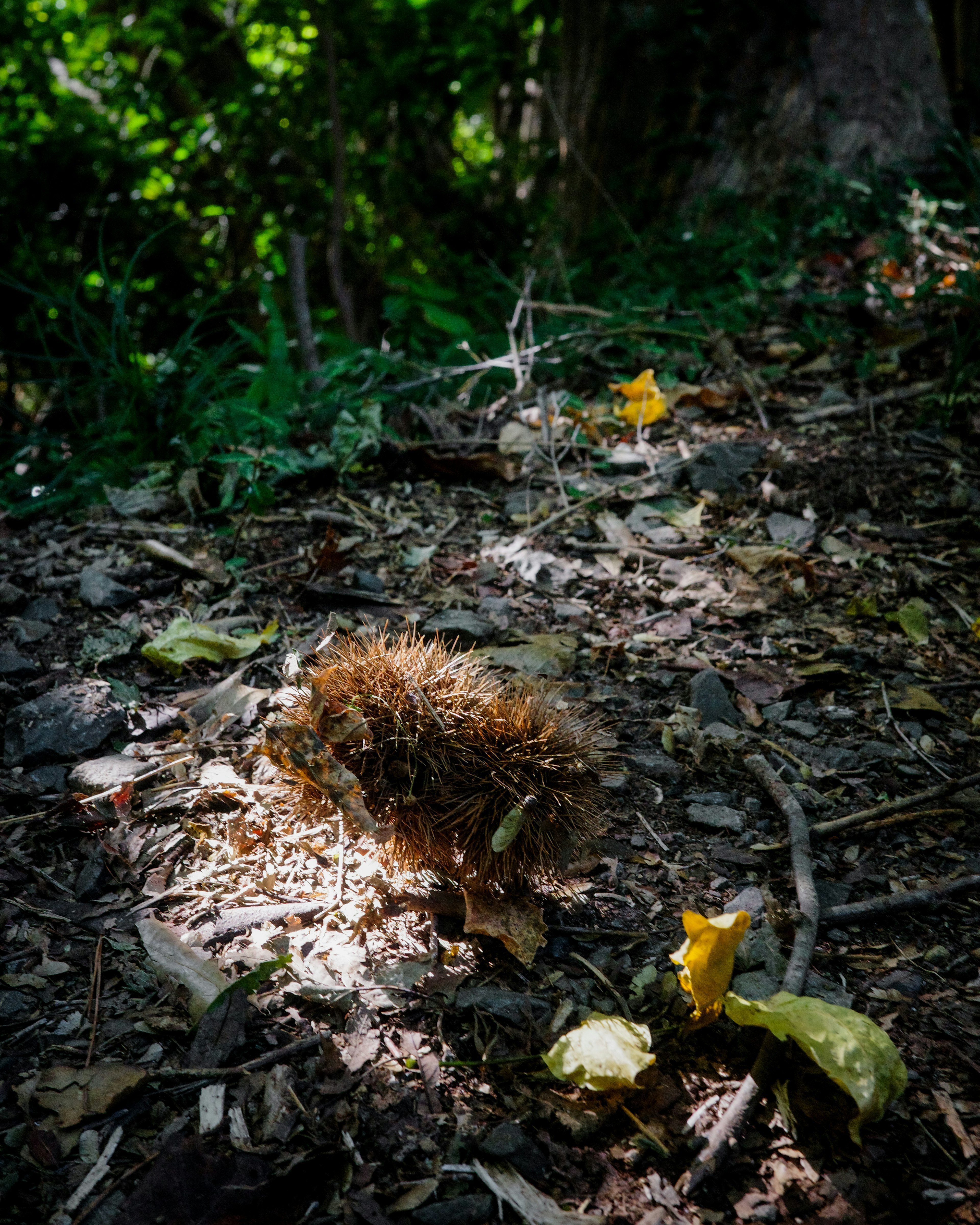 Oggetto marrone sul terreno forestale con funghi gialli nelle vicinanze