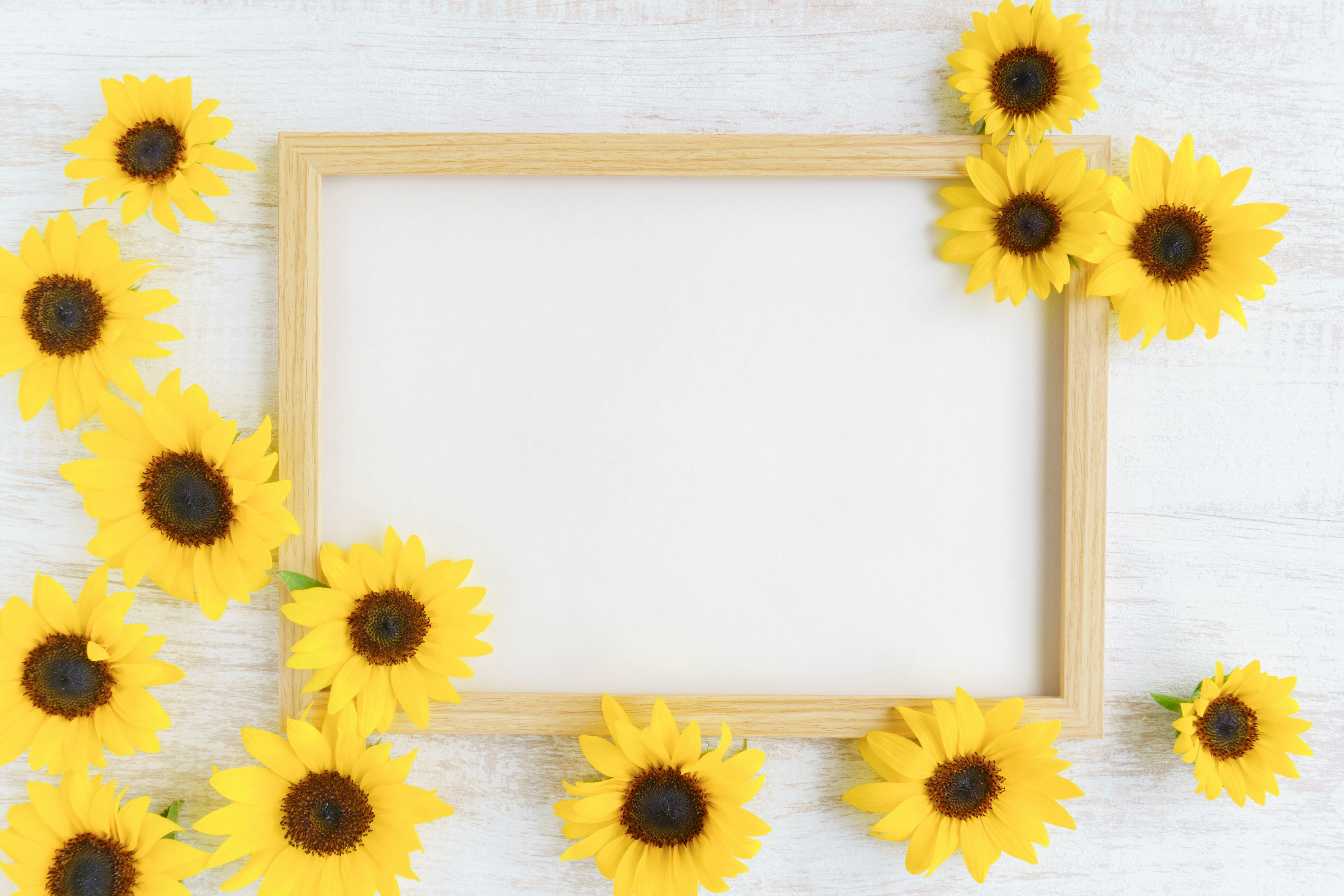 Ein leerer Rahmen umgeben von lebhaften gelben Sonnenblumen