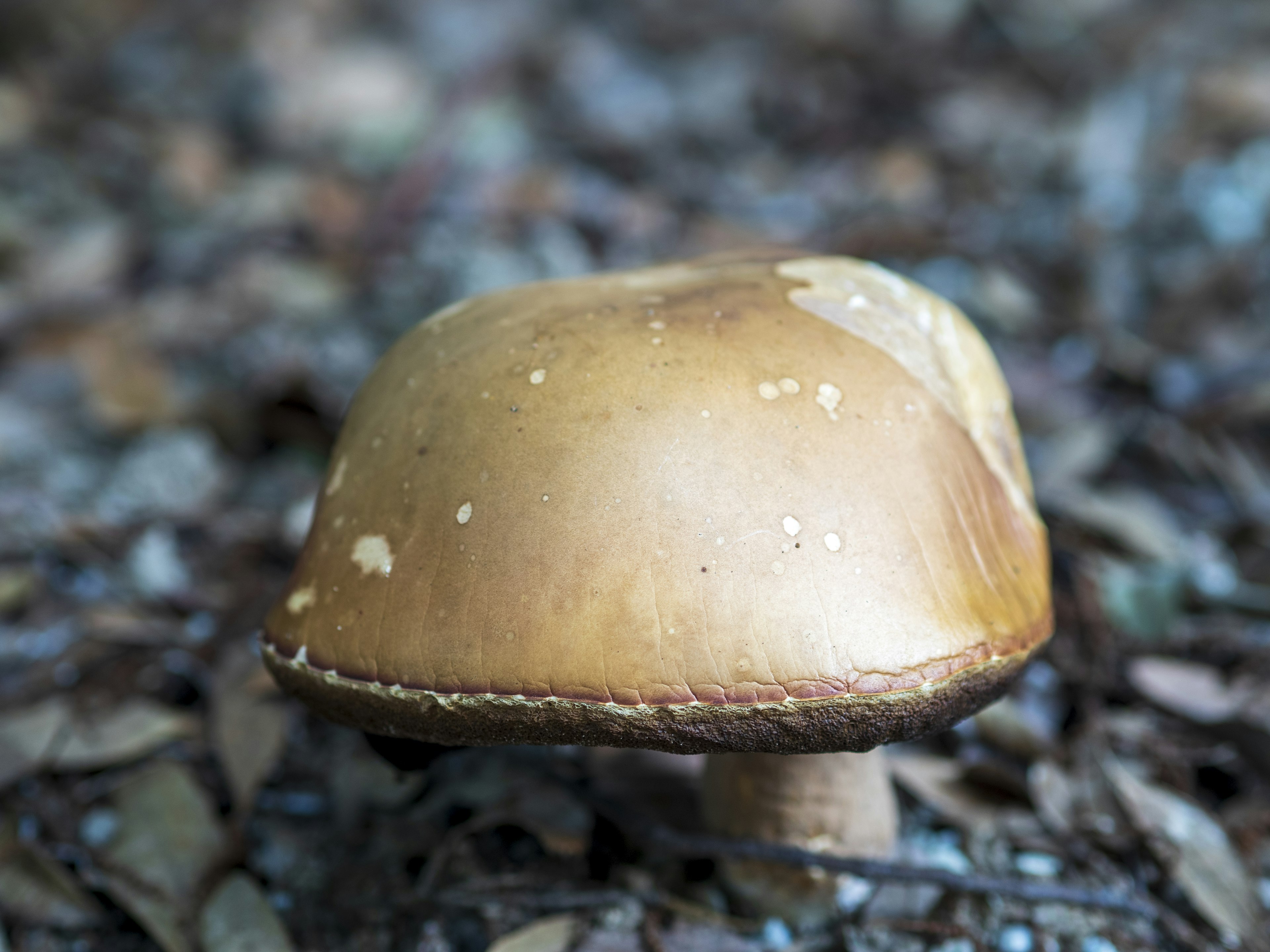 Jamur coklat tumbuh di tanah hutan