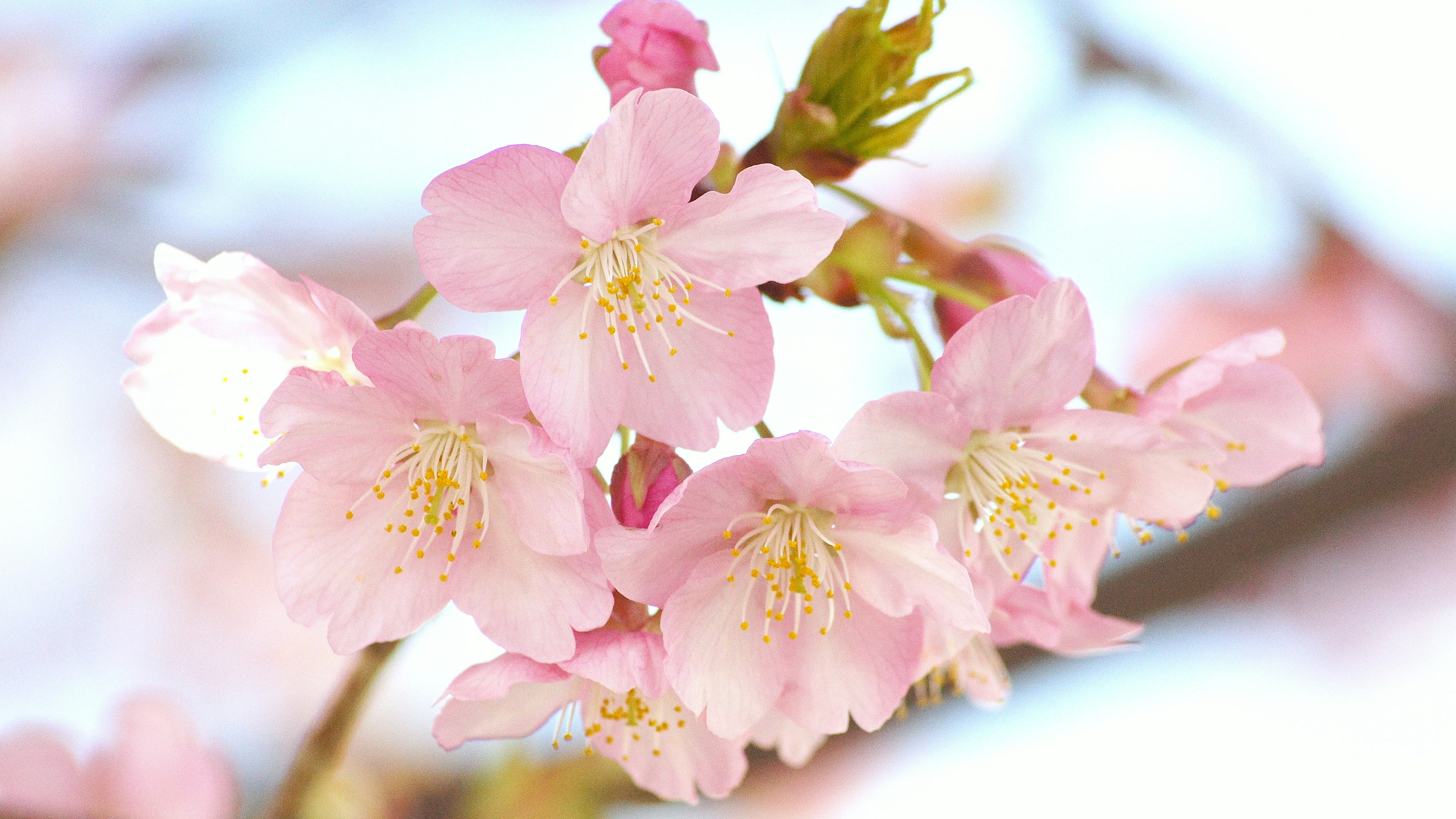 Kedekatan bunga sakura dengan kelopak pink cerah dan benang sari kuning