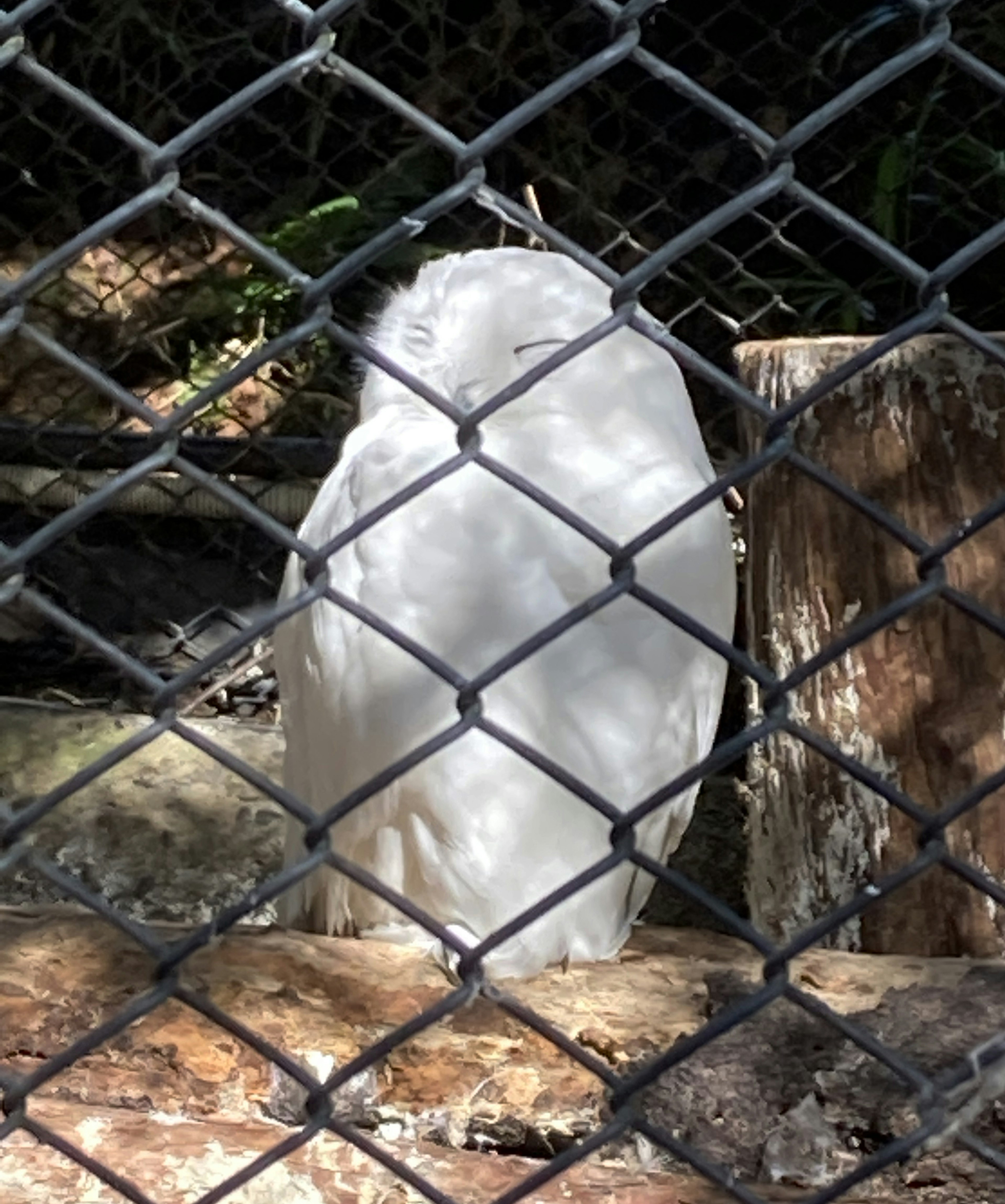 Un gufo bianco che riposa in una gabbia con uno sfondo di legno