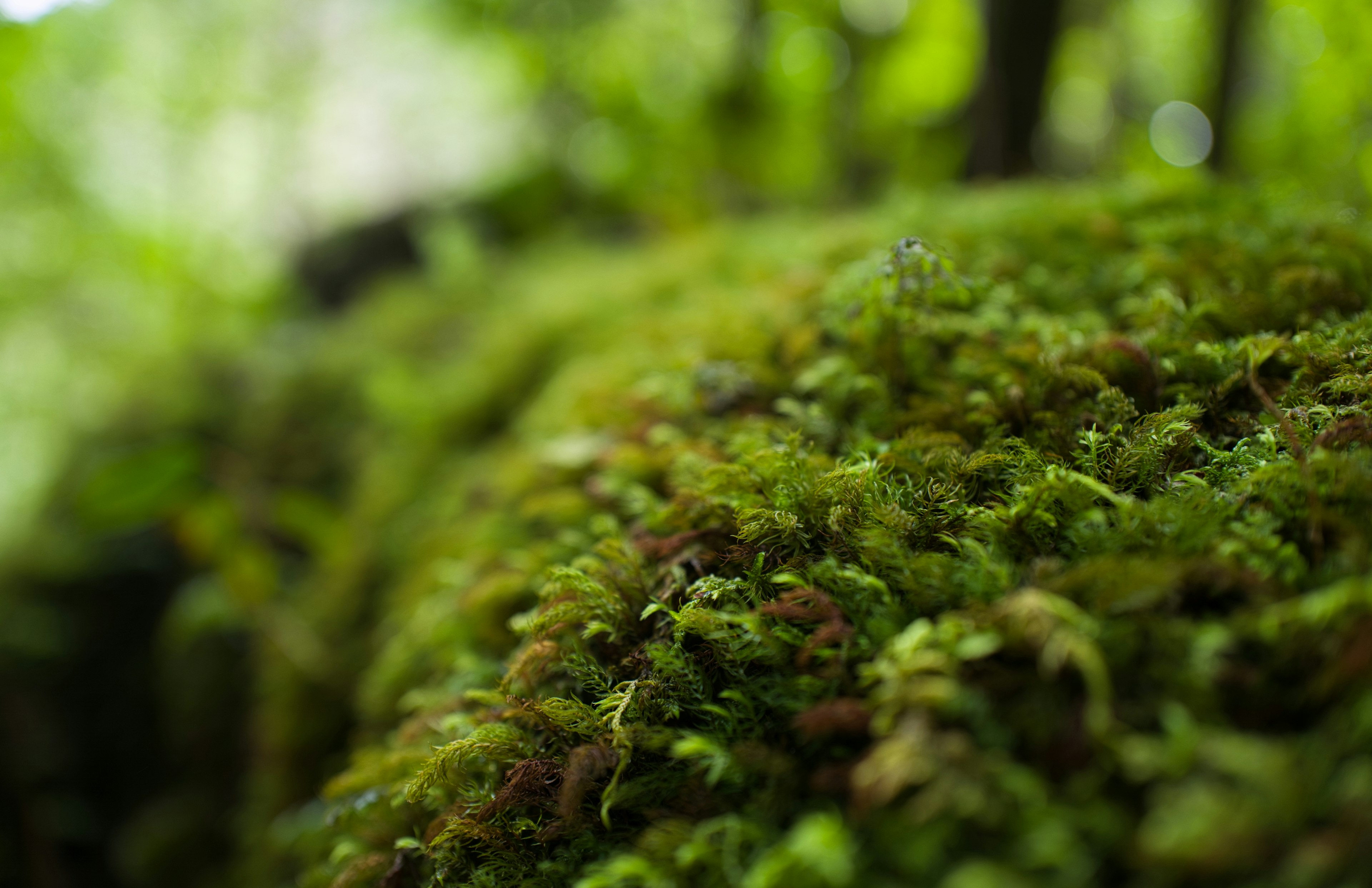 Close-up of green moss covering a rock in a natural setting