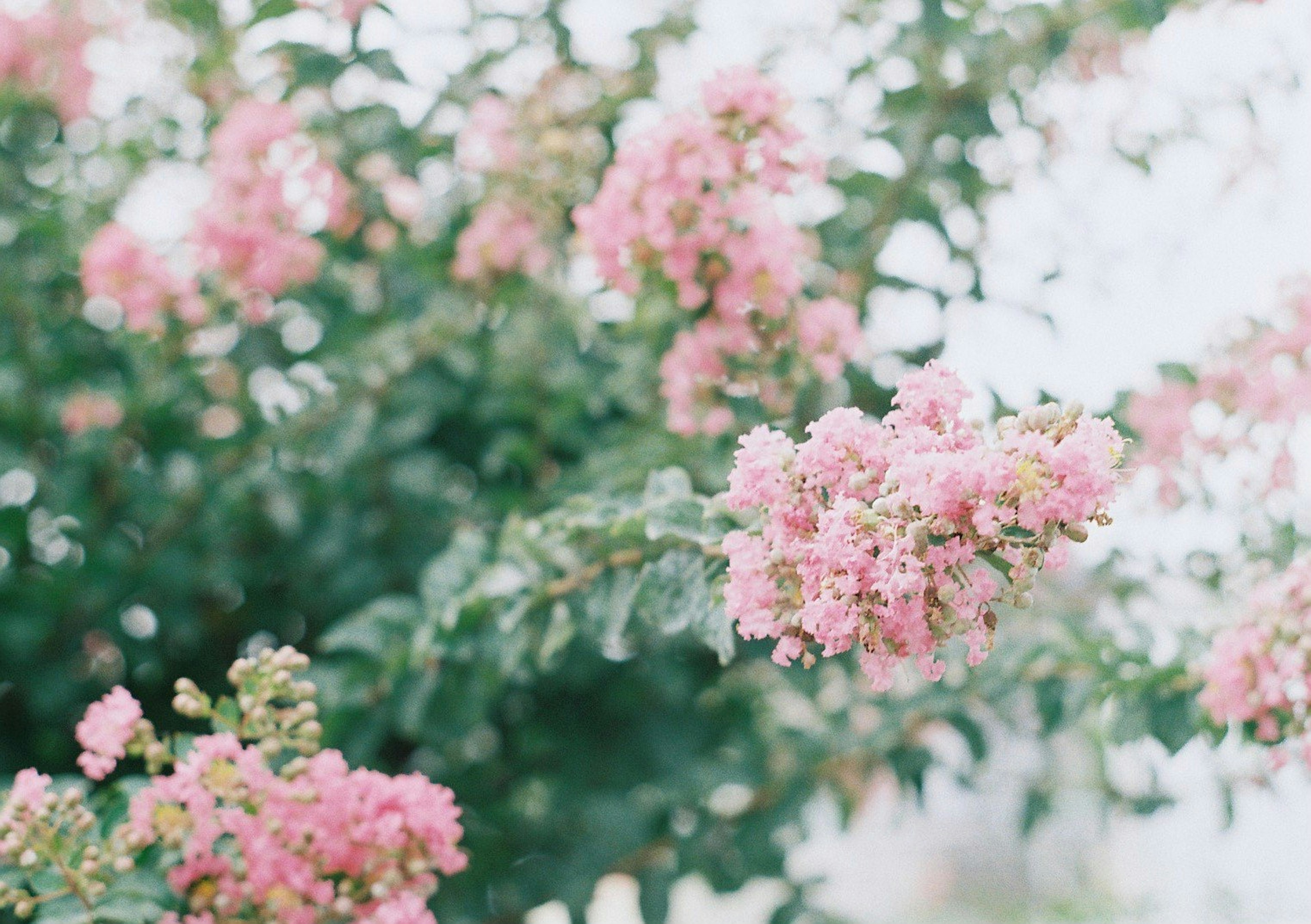 Gros plan d'une branche avec des fleurs roses claires en fleurs