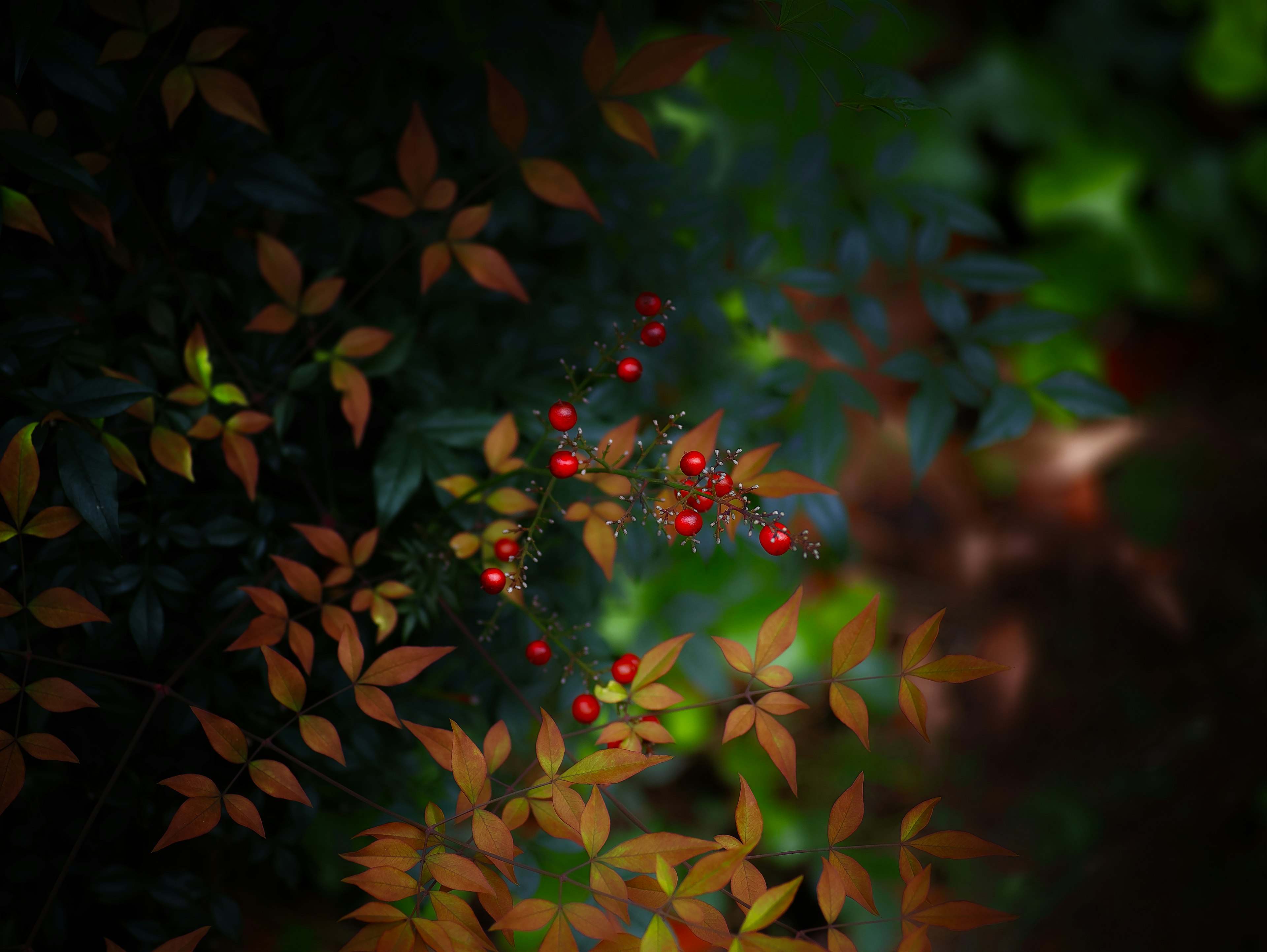 A natural scene featuring colorful leaves and clusters of red berries