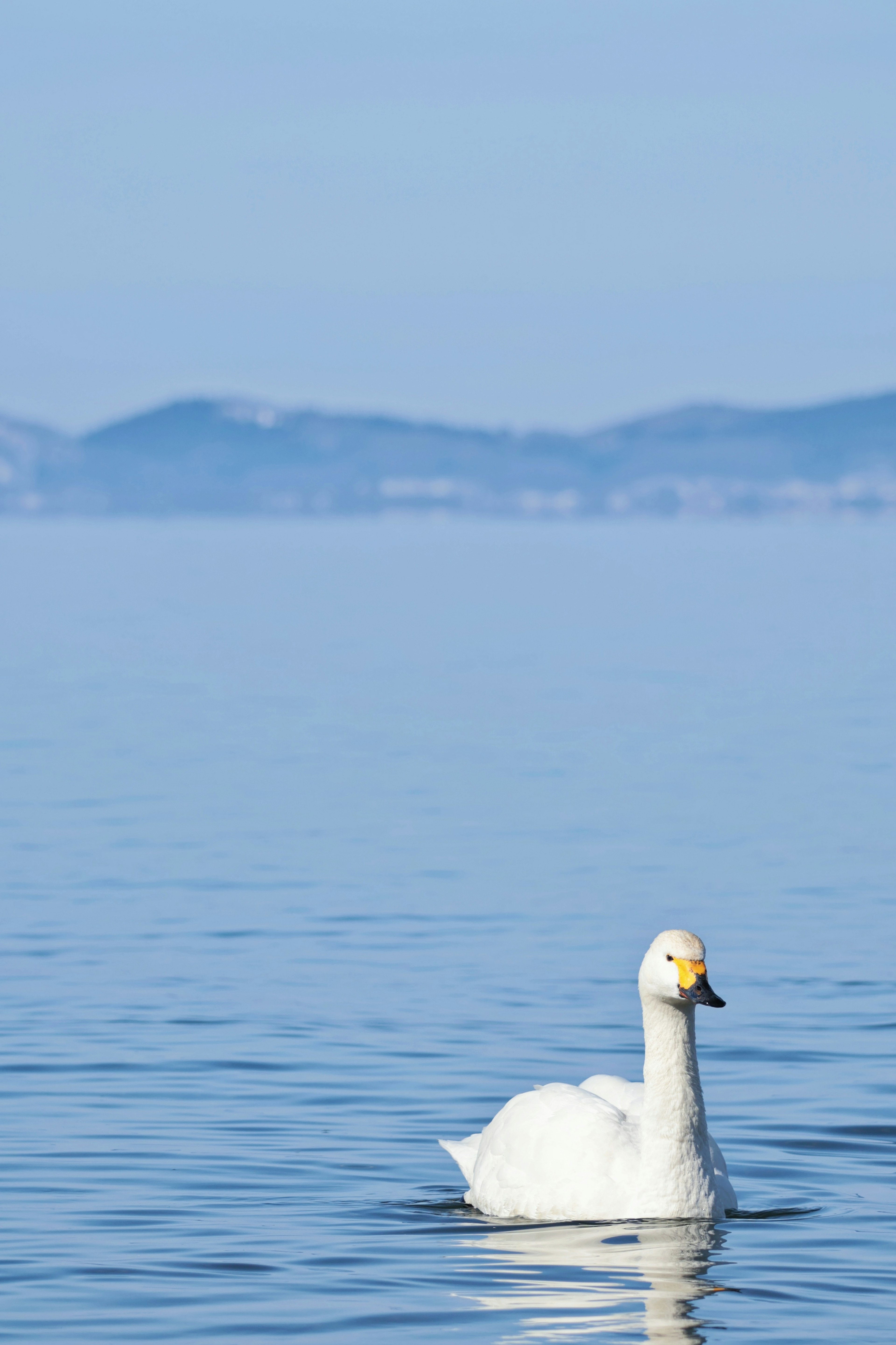 Un cisne blanco nadando en un lago azul con montañas a lo lejos